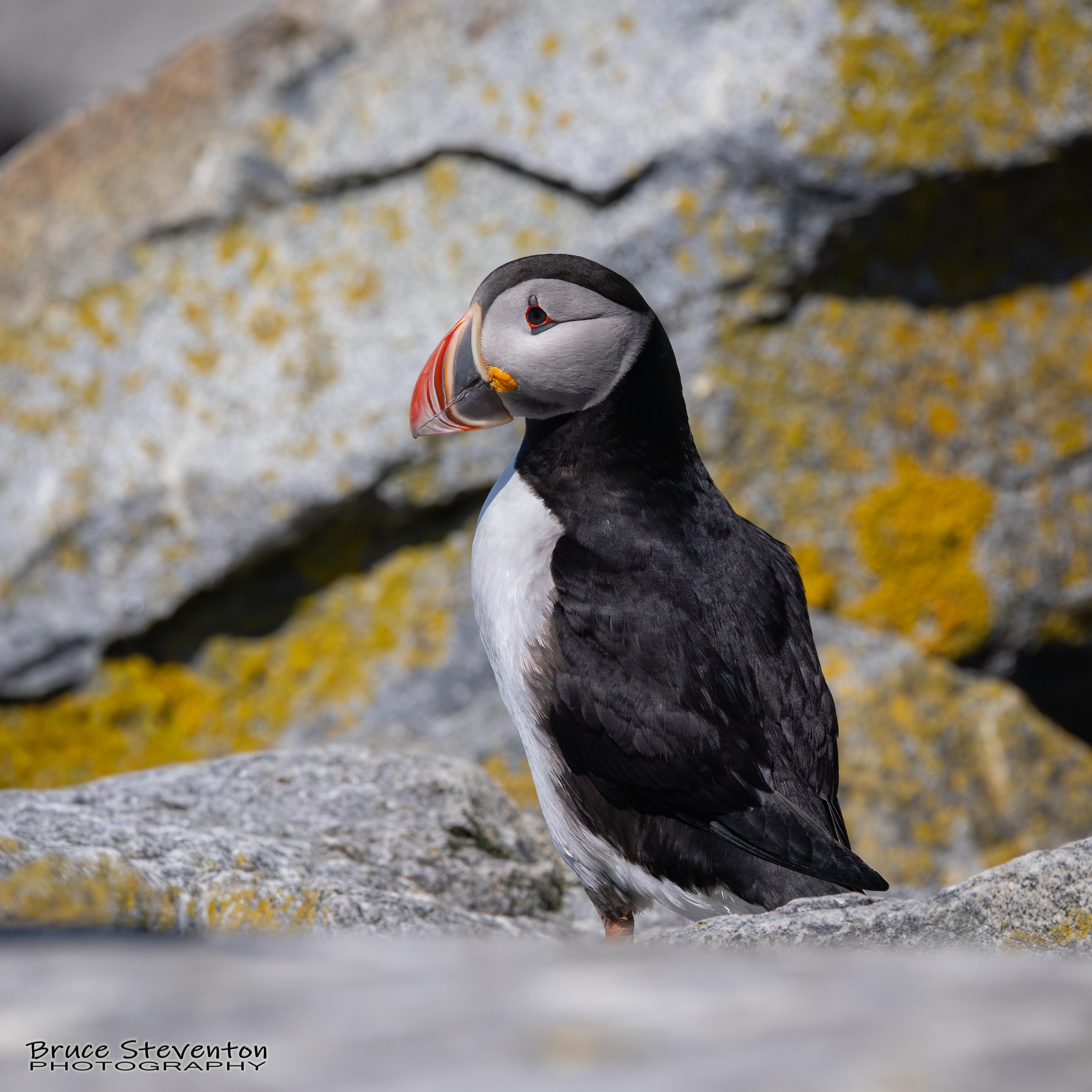 Atlantic Puffin
