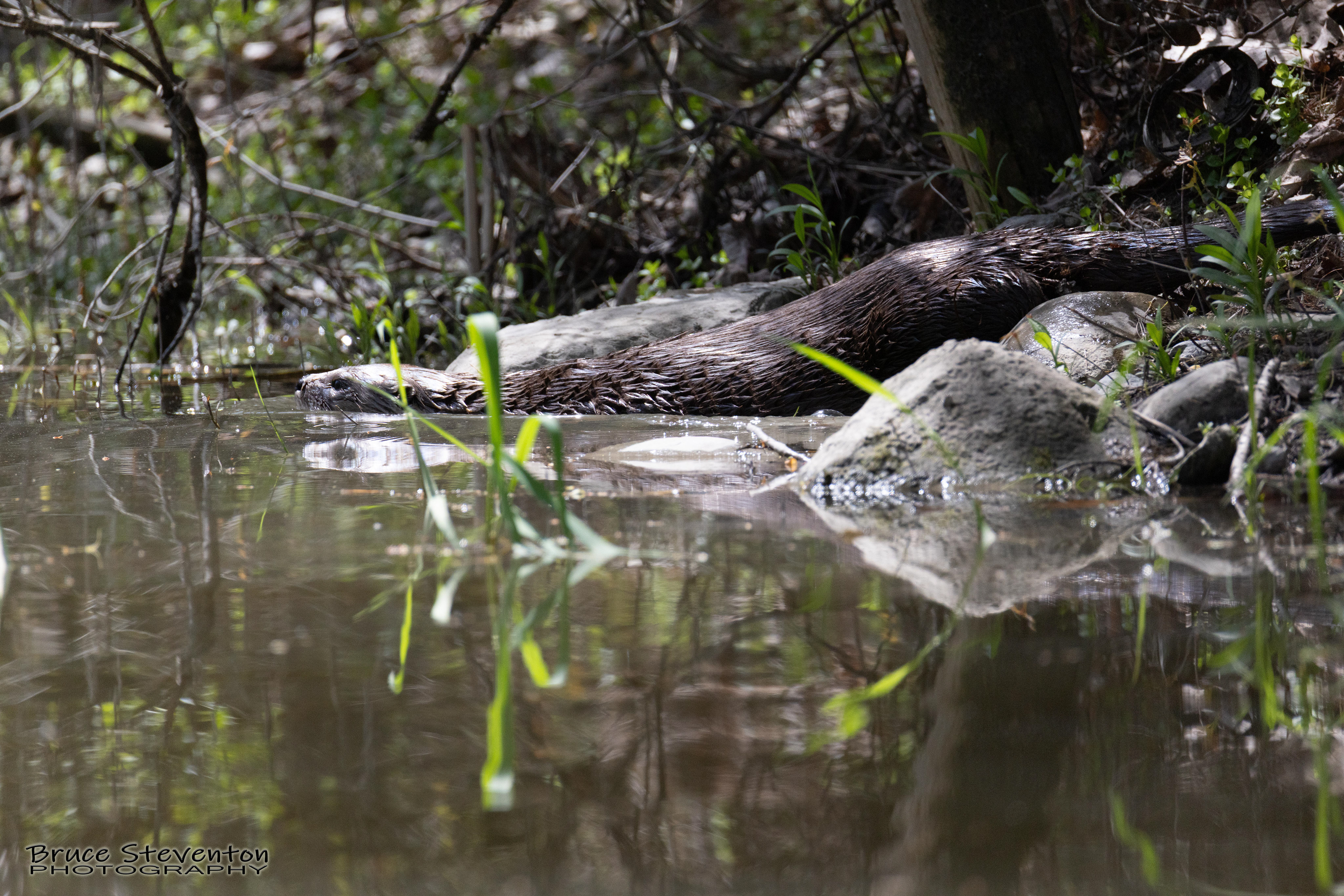 River Otter