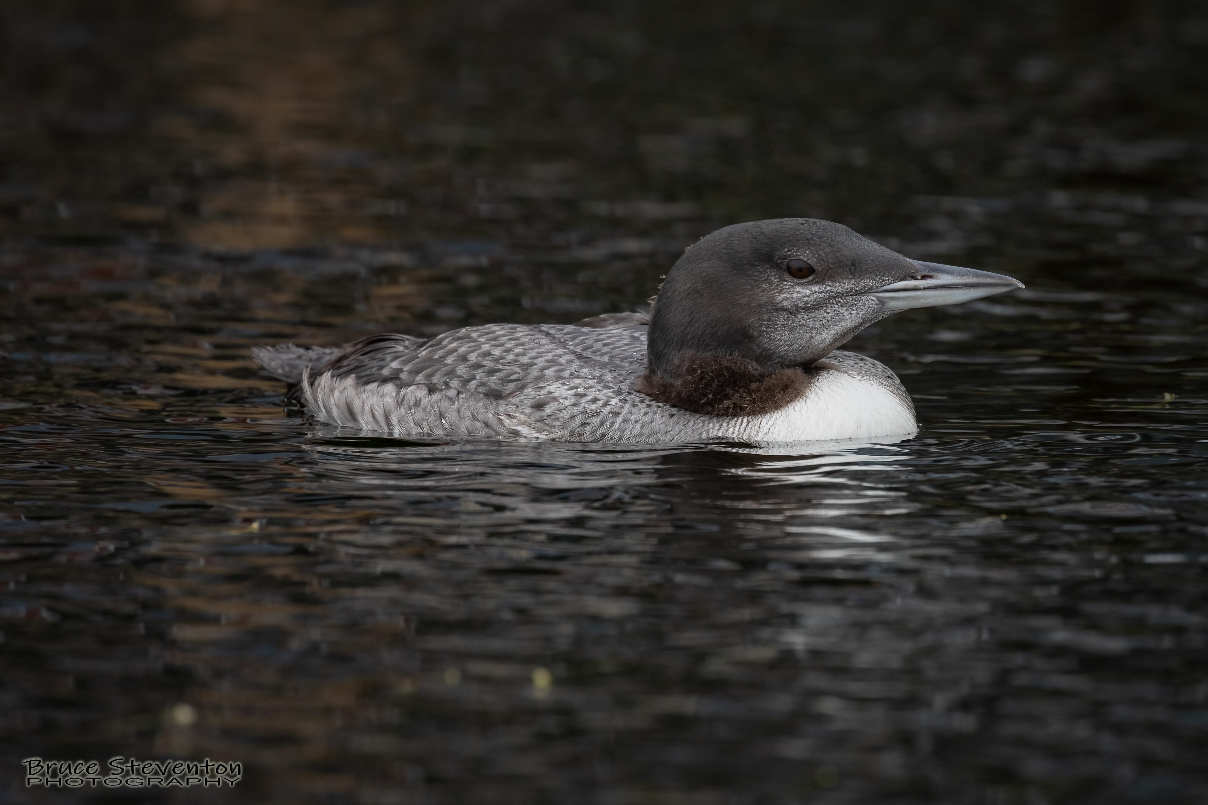 Common Loon - West Gardiner, ME