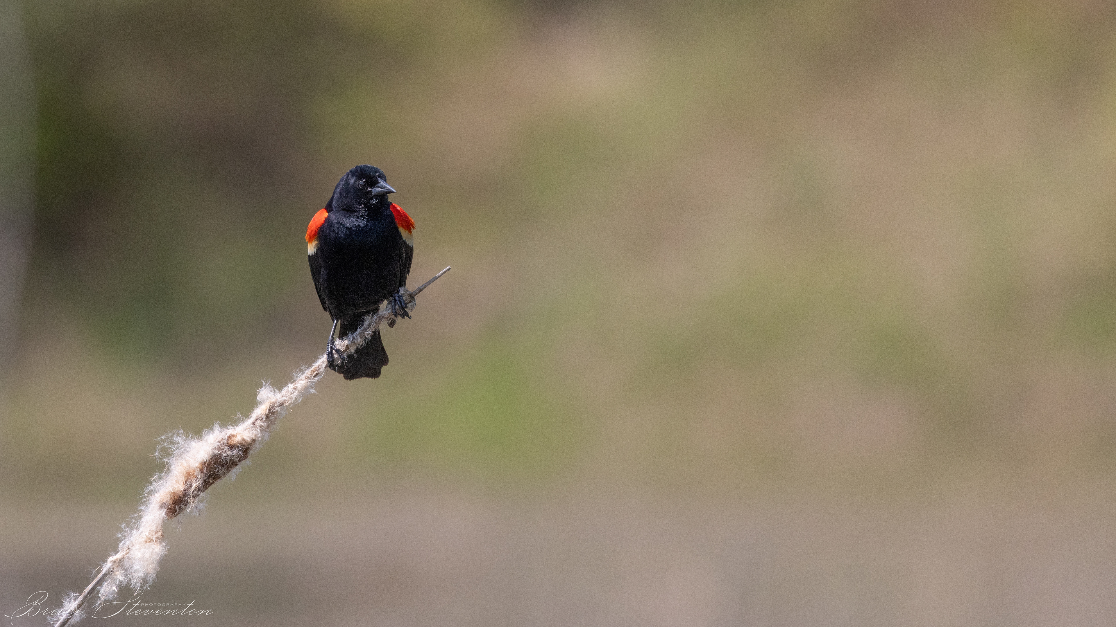 Red-winged Blackbird