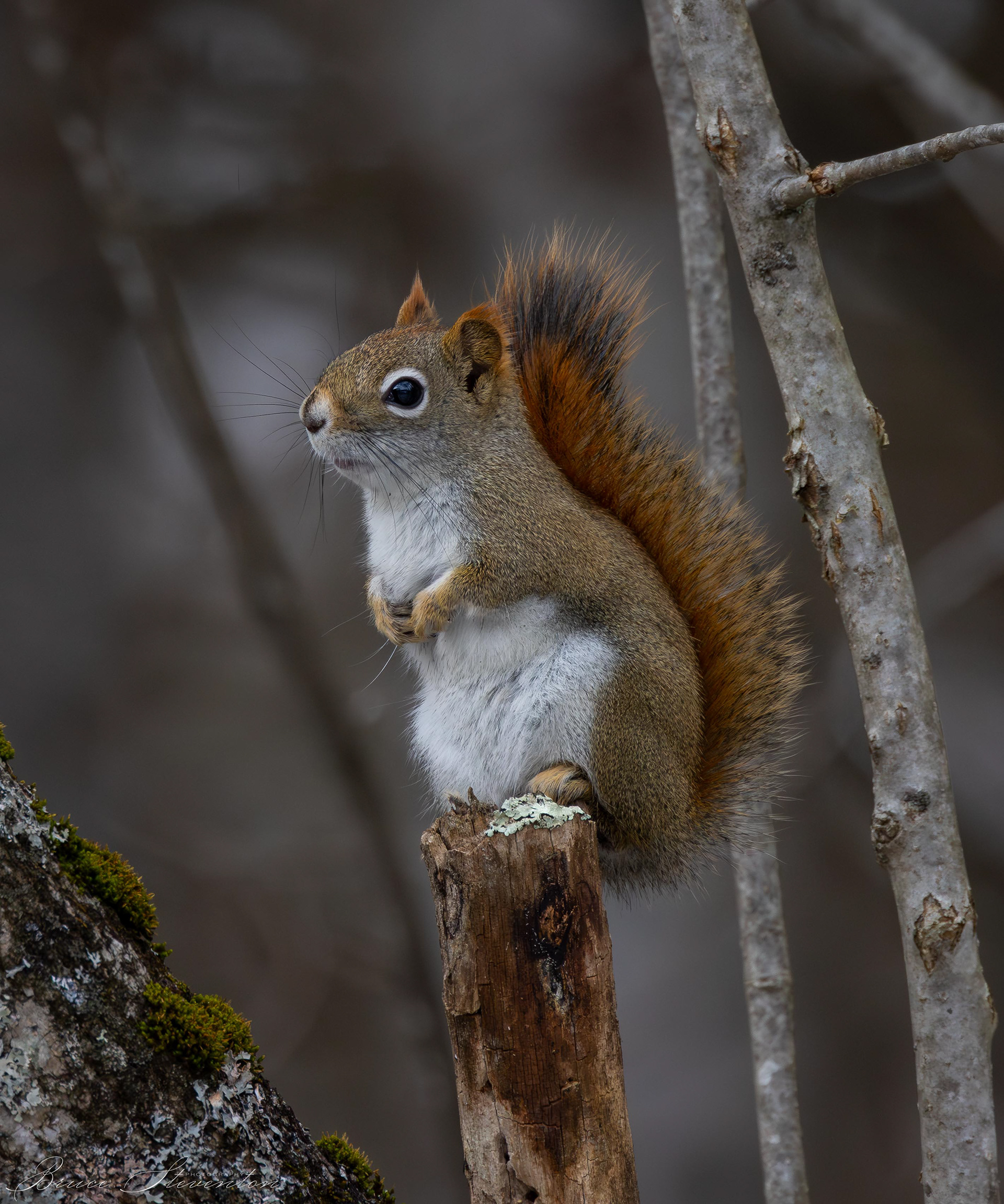 Red Squirrel - Rochester, VT