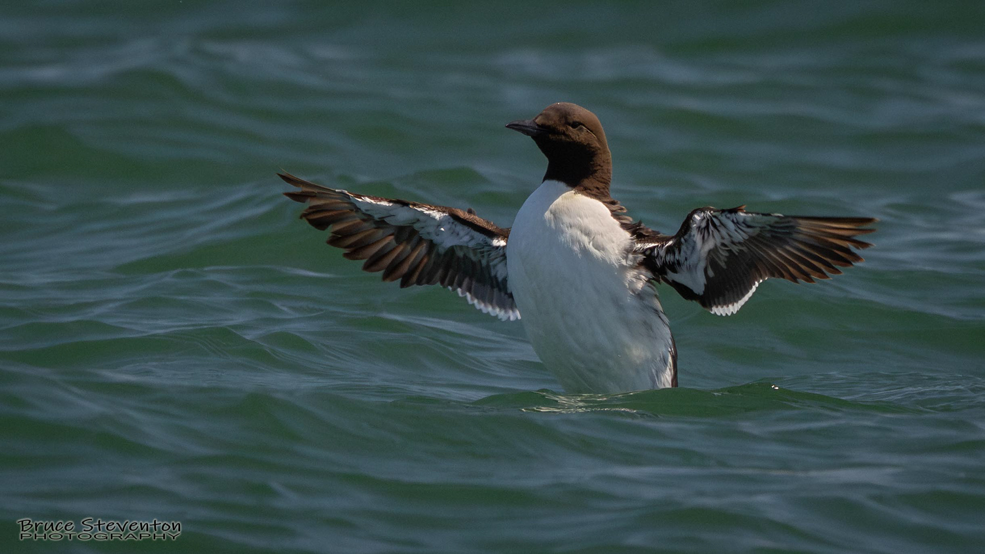 Common Murre