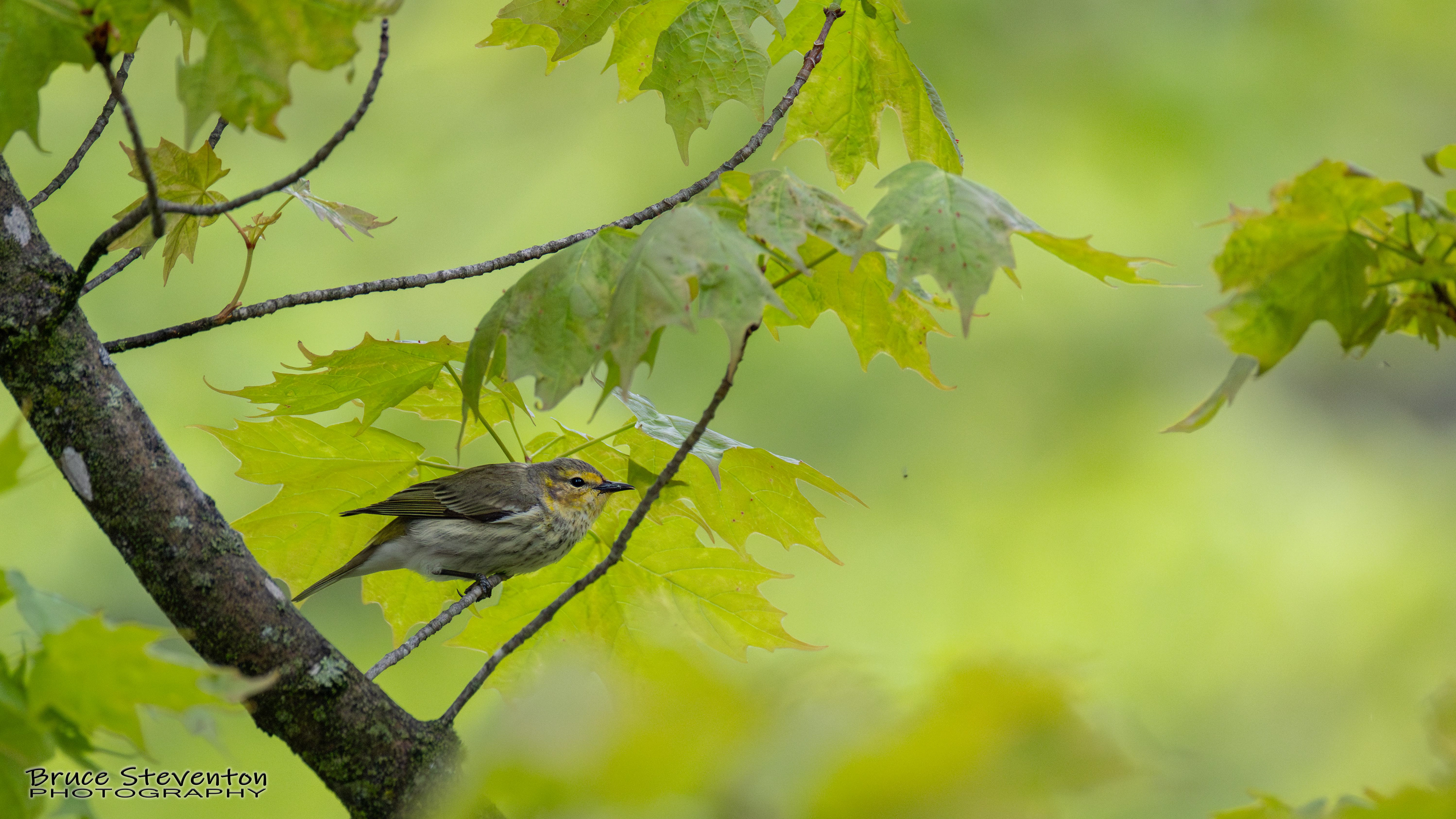 Cape May Warbler