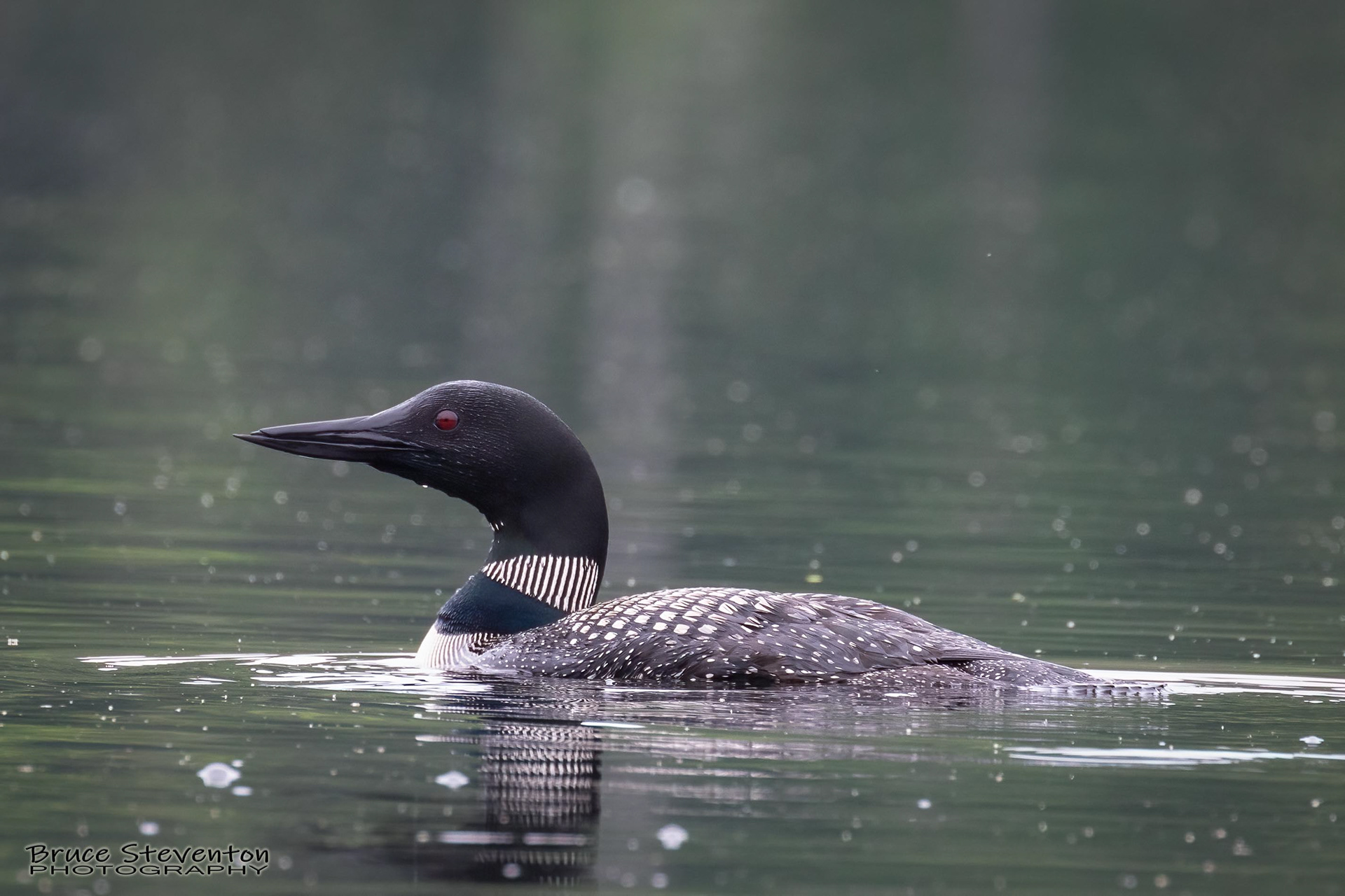 Common Loon - West Gardiner, ME