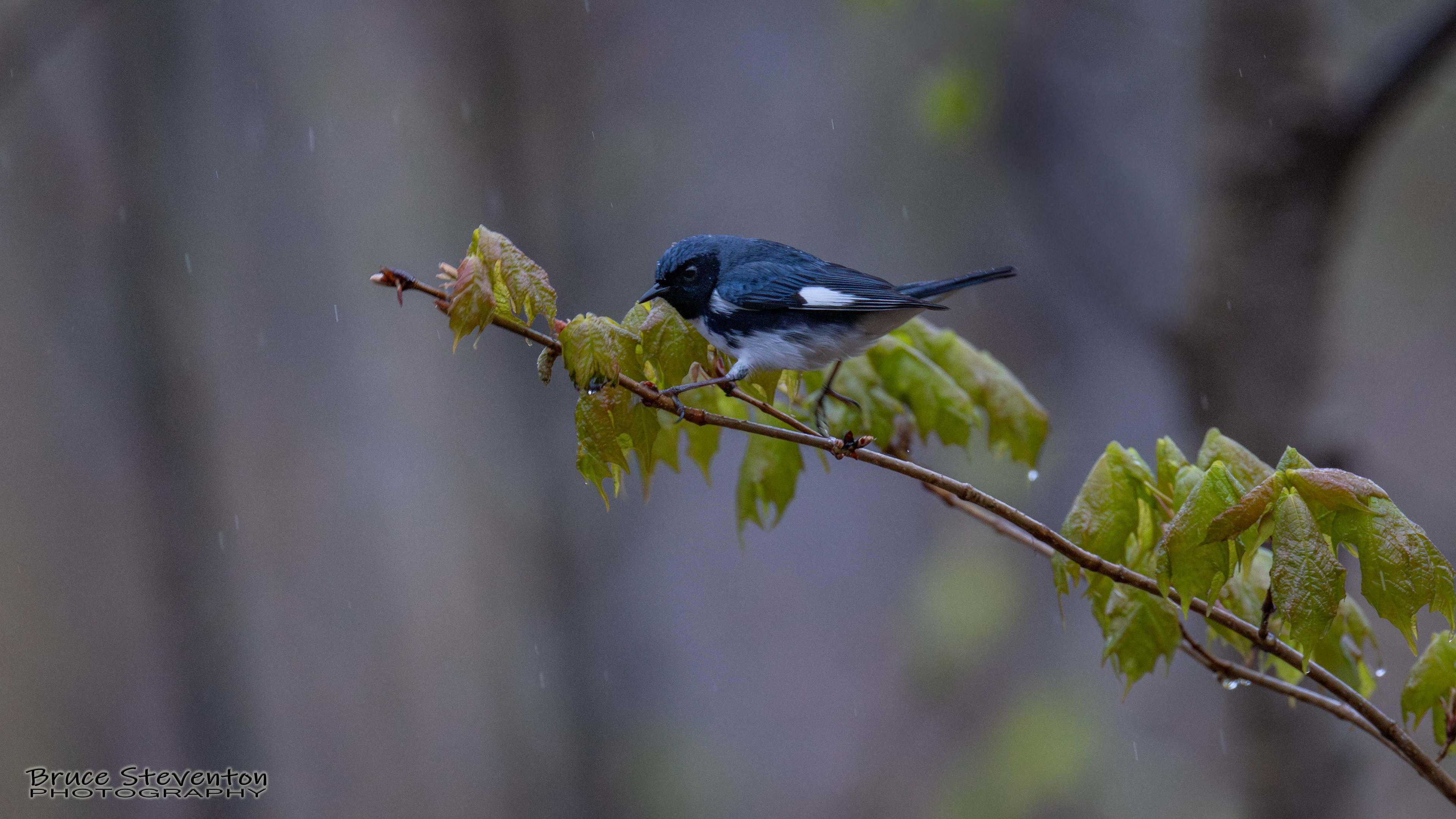 Black-throated Blue Warbler