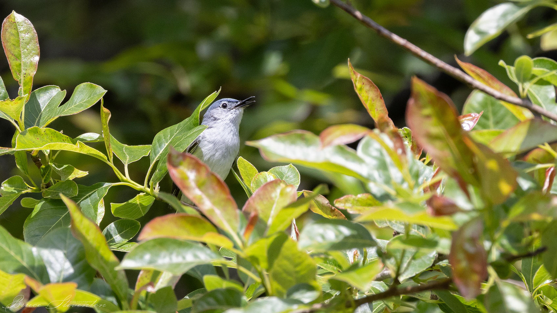 Blue-gray Gnatcatcher - North Carolina Arboretum