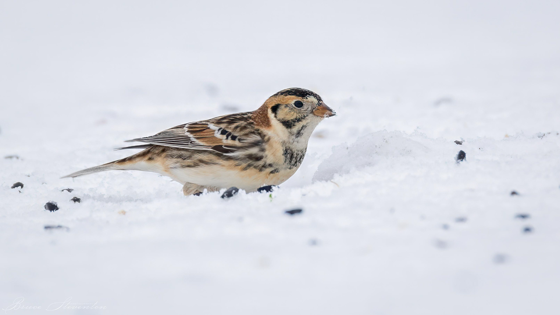 Lapland Longspur