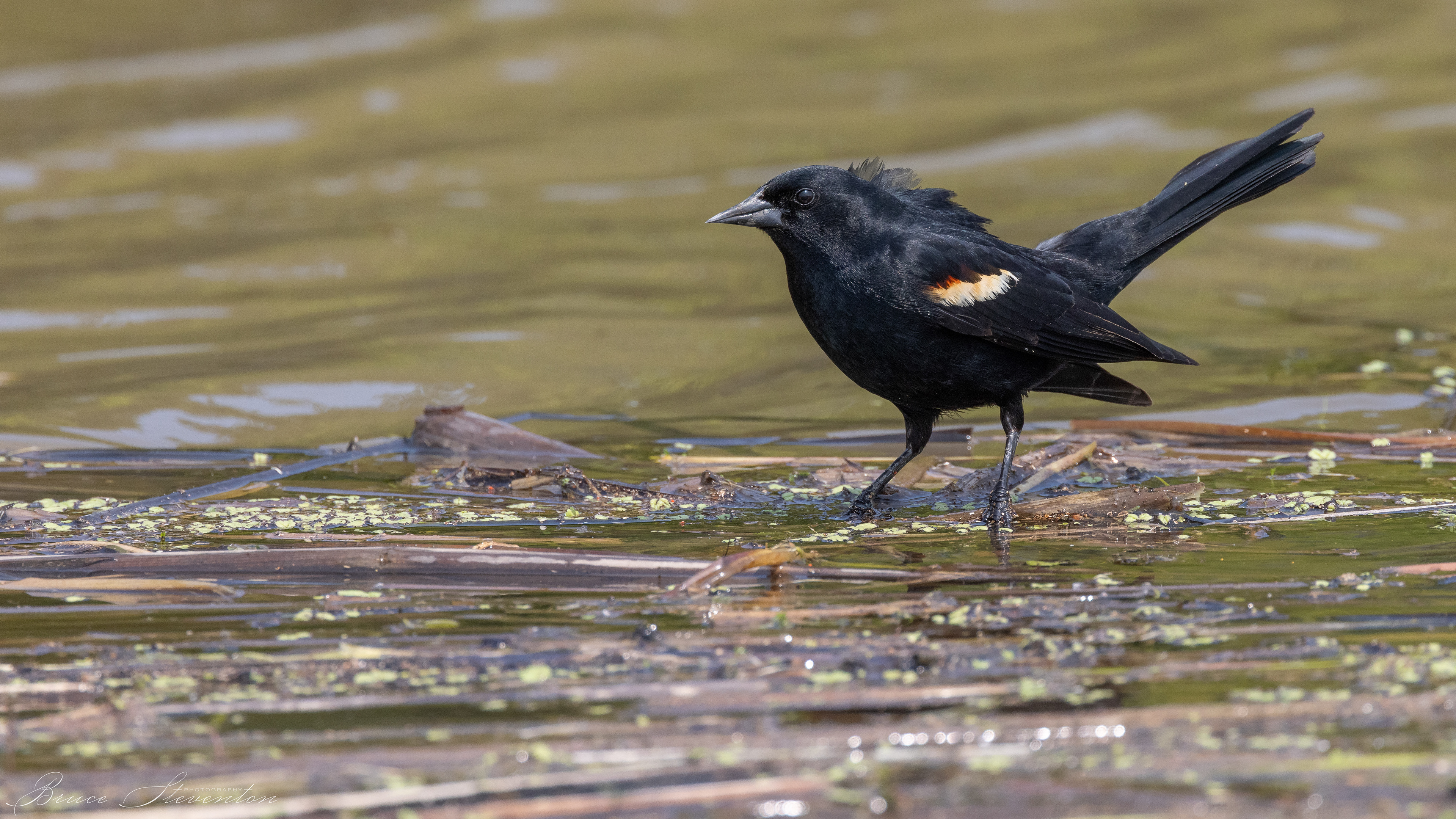Red-winged Blackbird