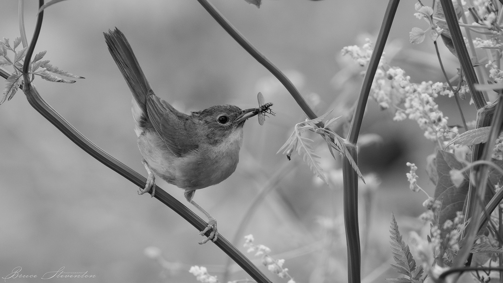 Least FlycatcherCommon Yellowthroat (F) with a captured fly (b&w)