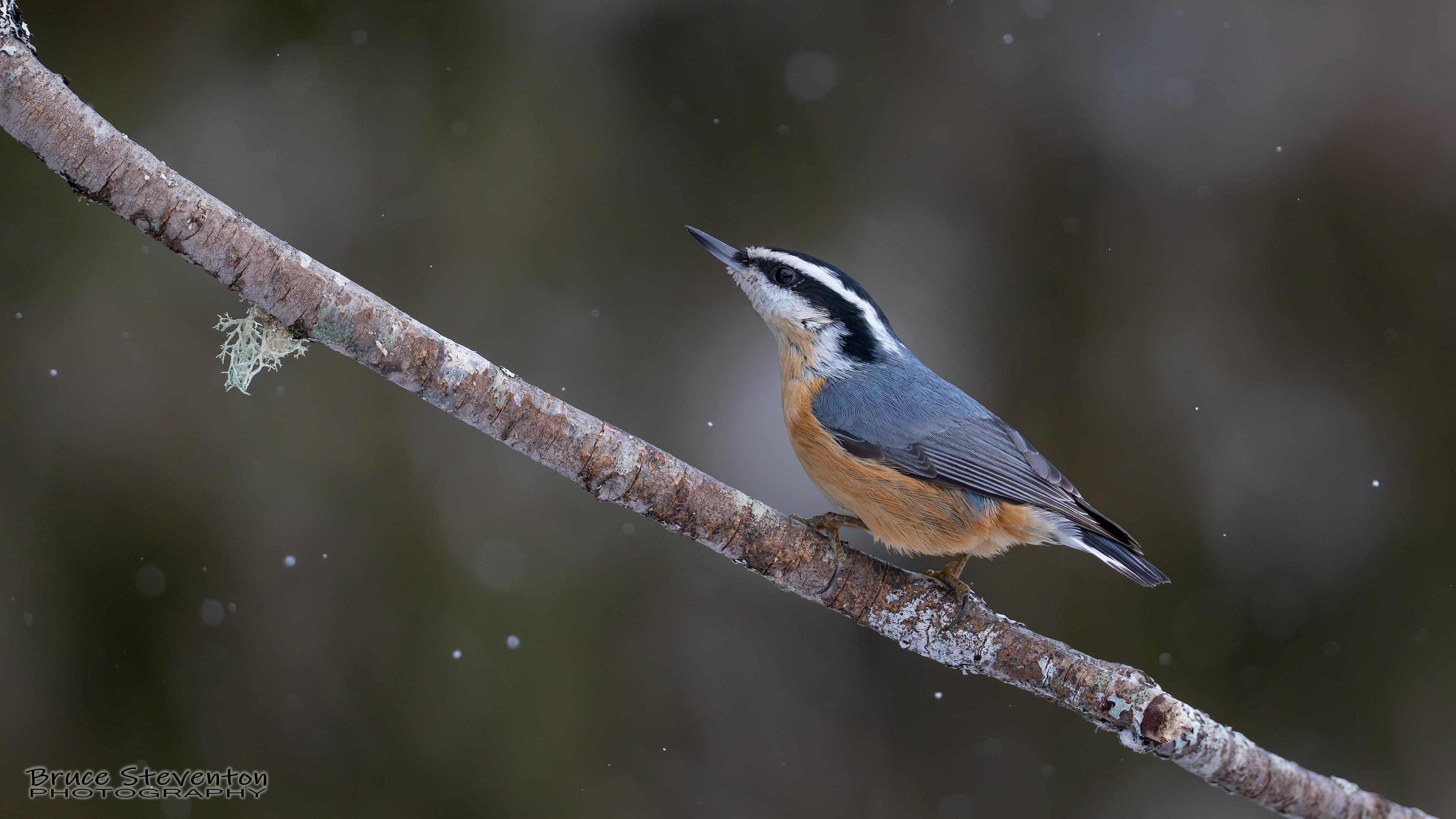 Red-breasted Nuthatch