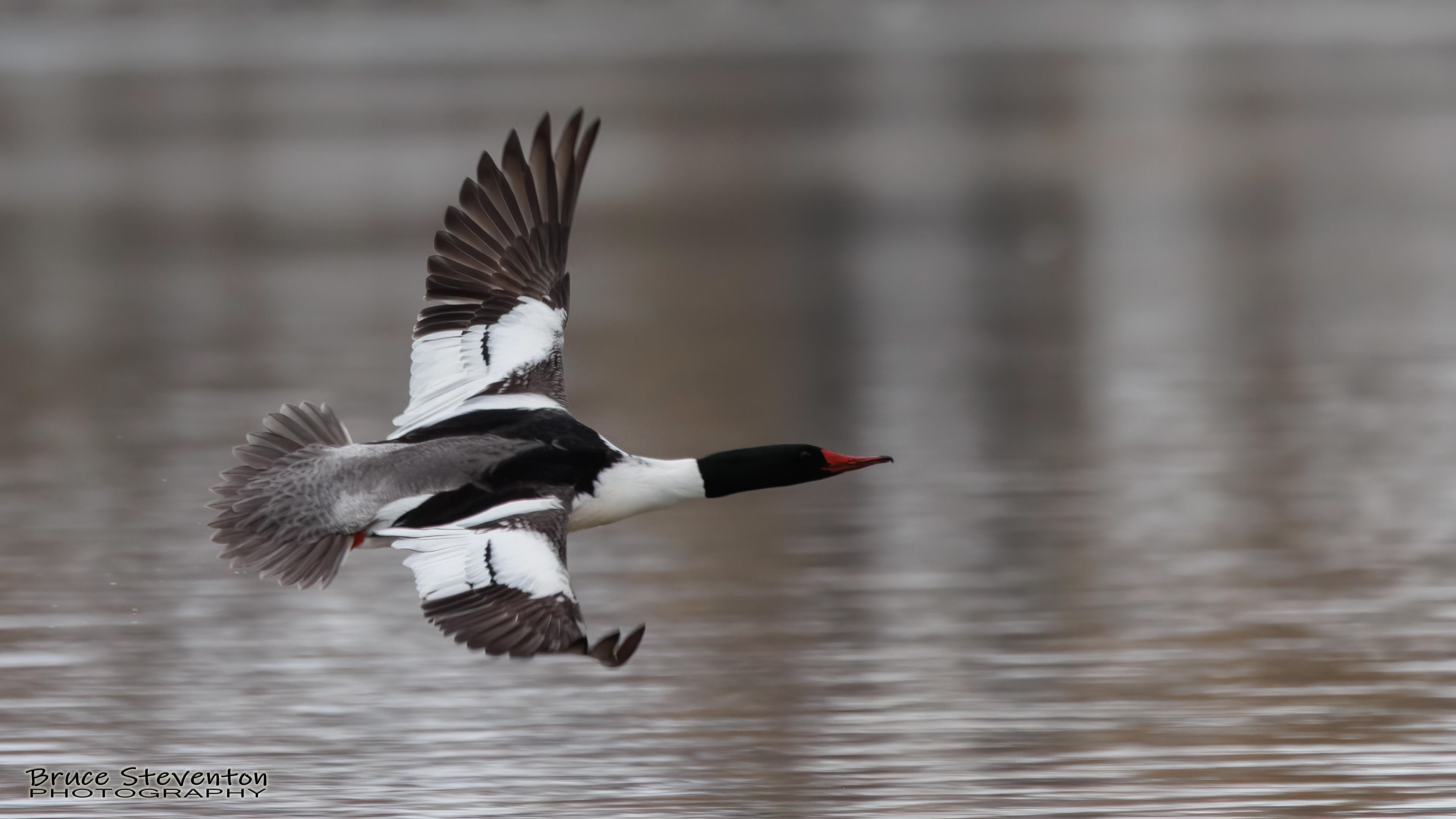 Common Merganser (M) - Addison, VT