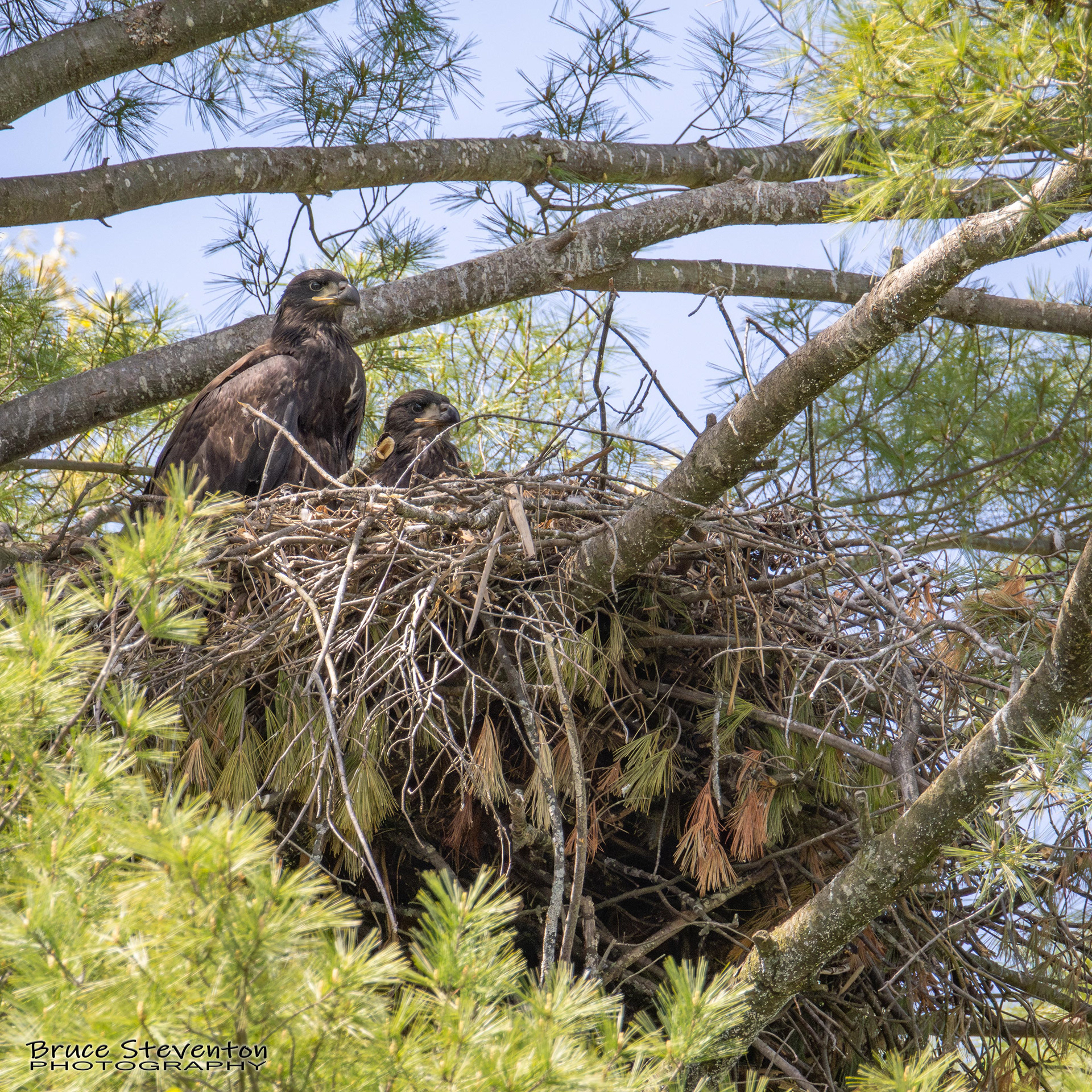 Bald Eagle
