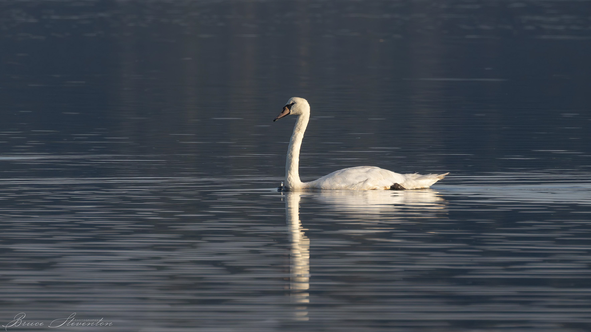 Mute Swan