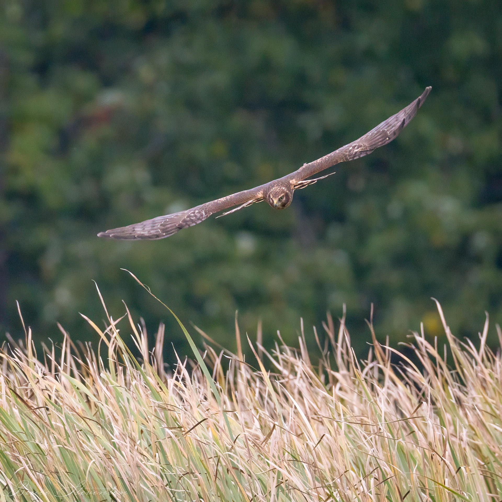 Northern Harrier