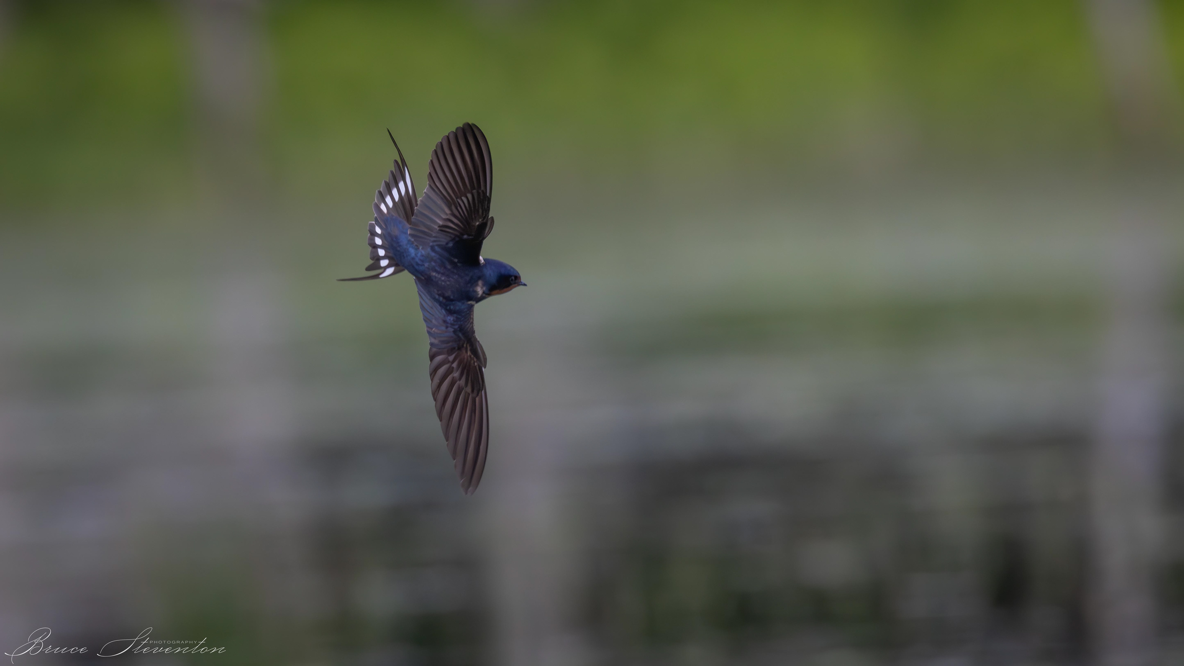 Barn Swallow