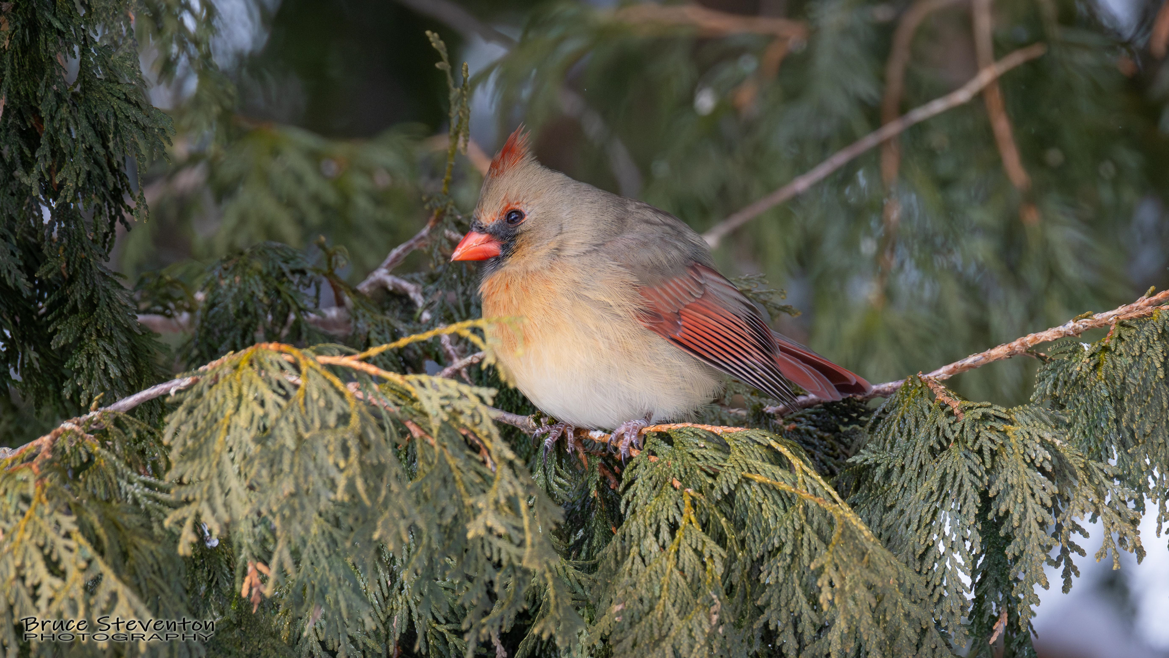 Northern Cardinal (F)