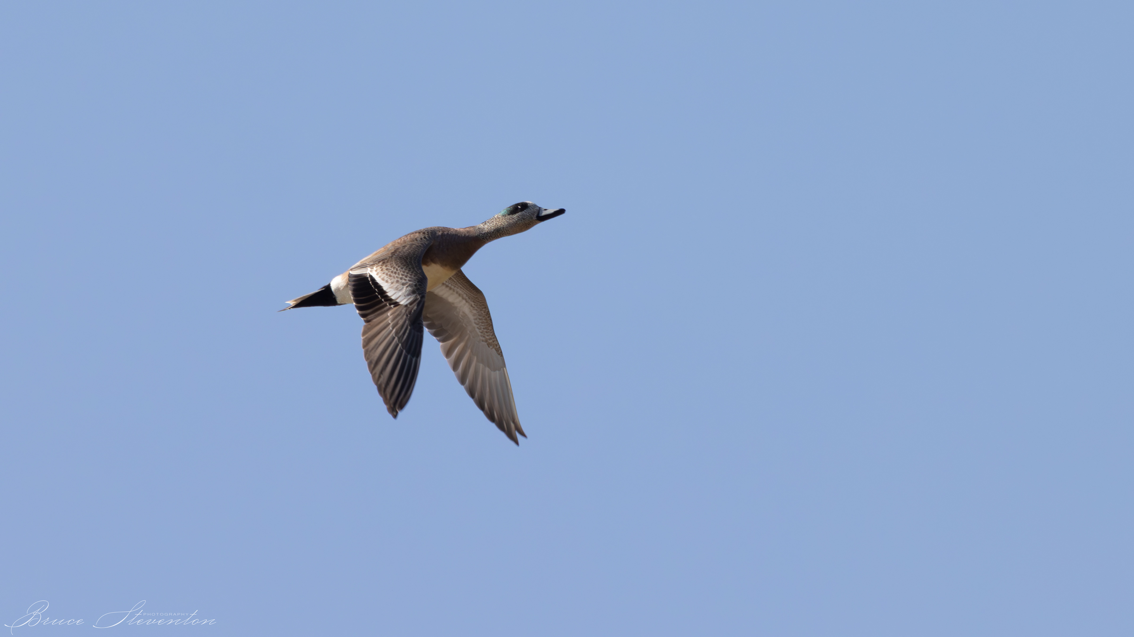 American Wigeon