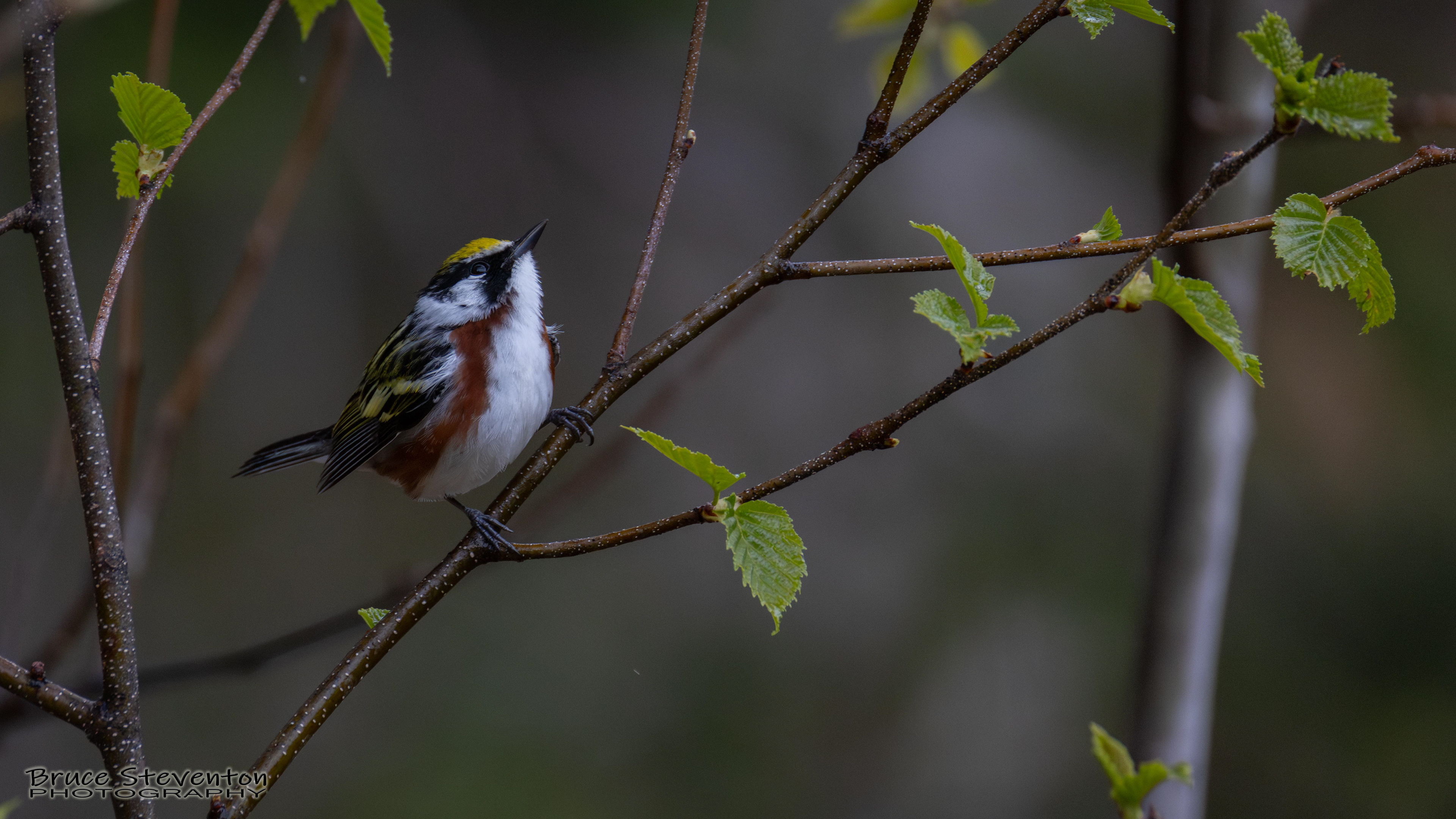 Chestnut-sided Warbler