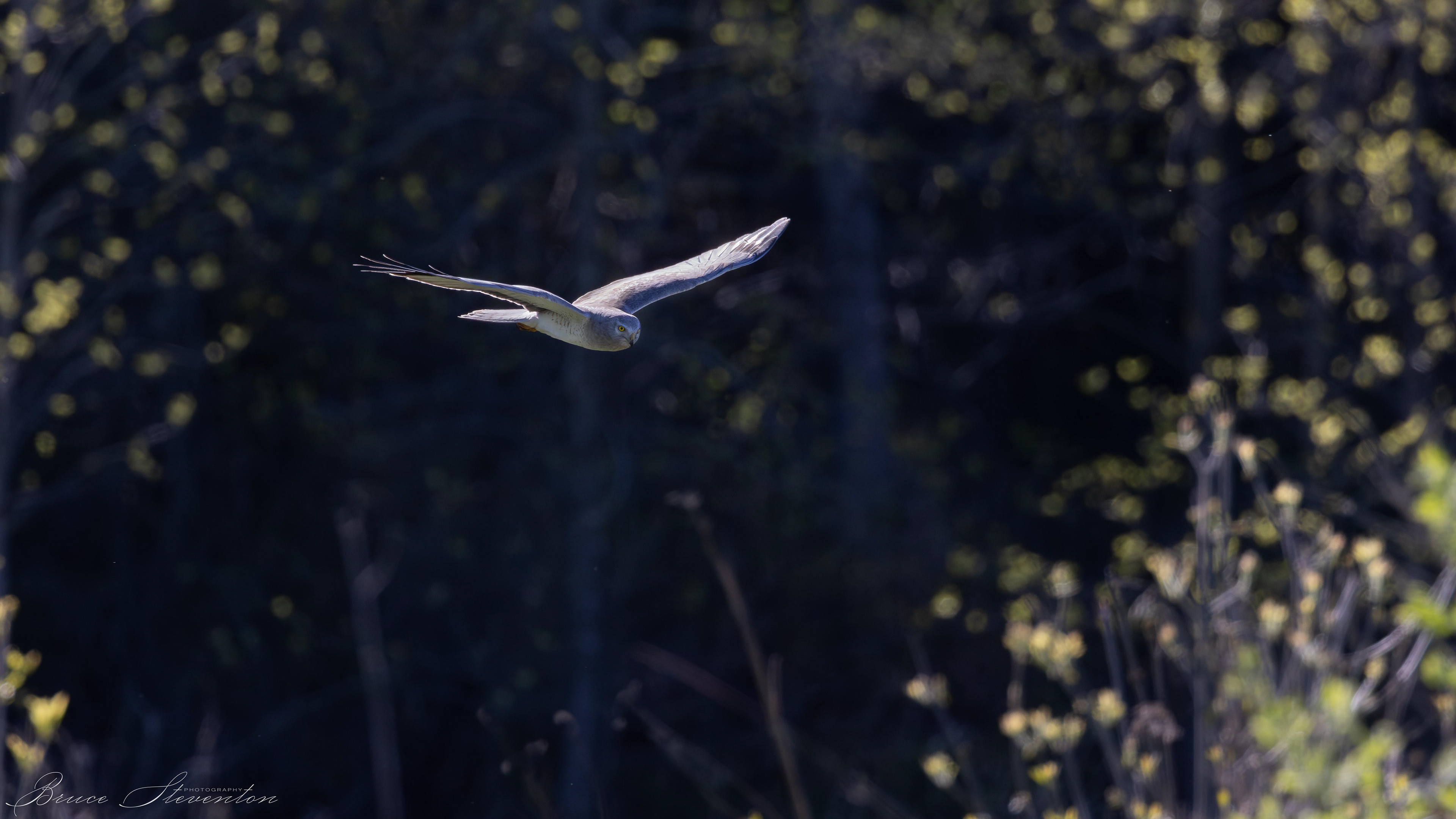 Northern Harrier (M)