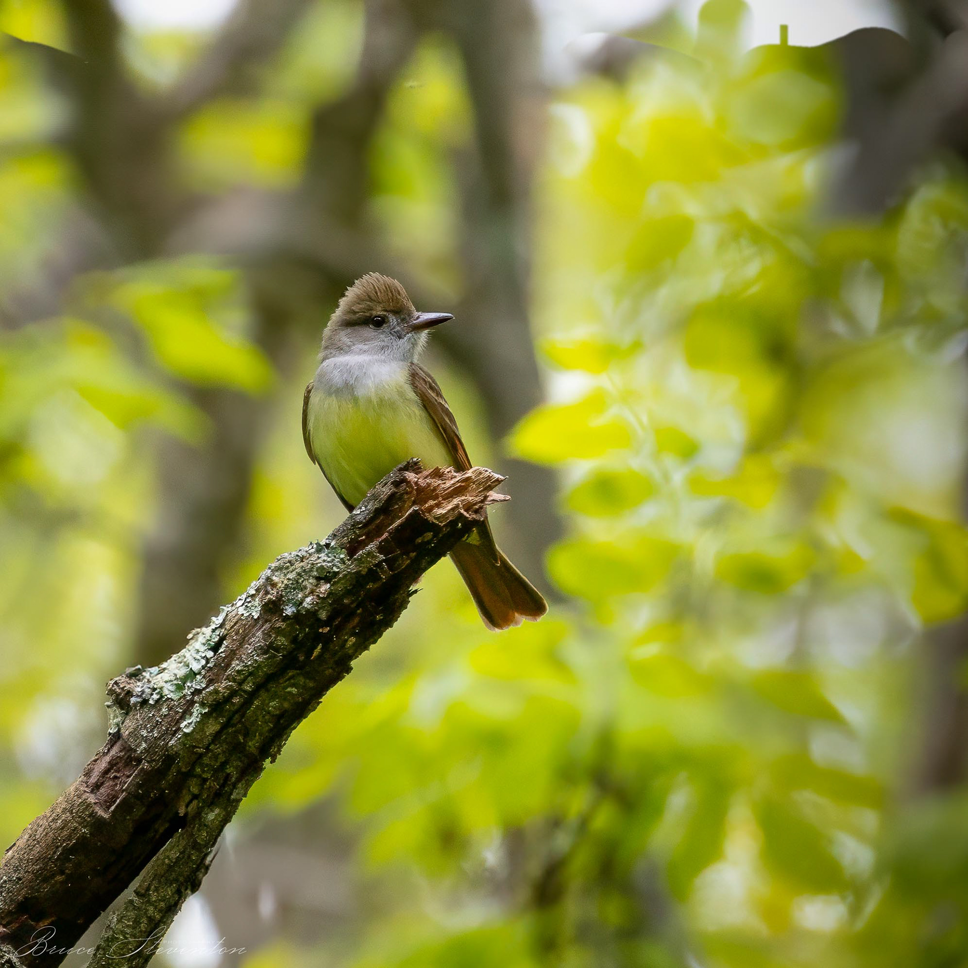 Great-crested Flycatcher
