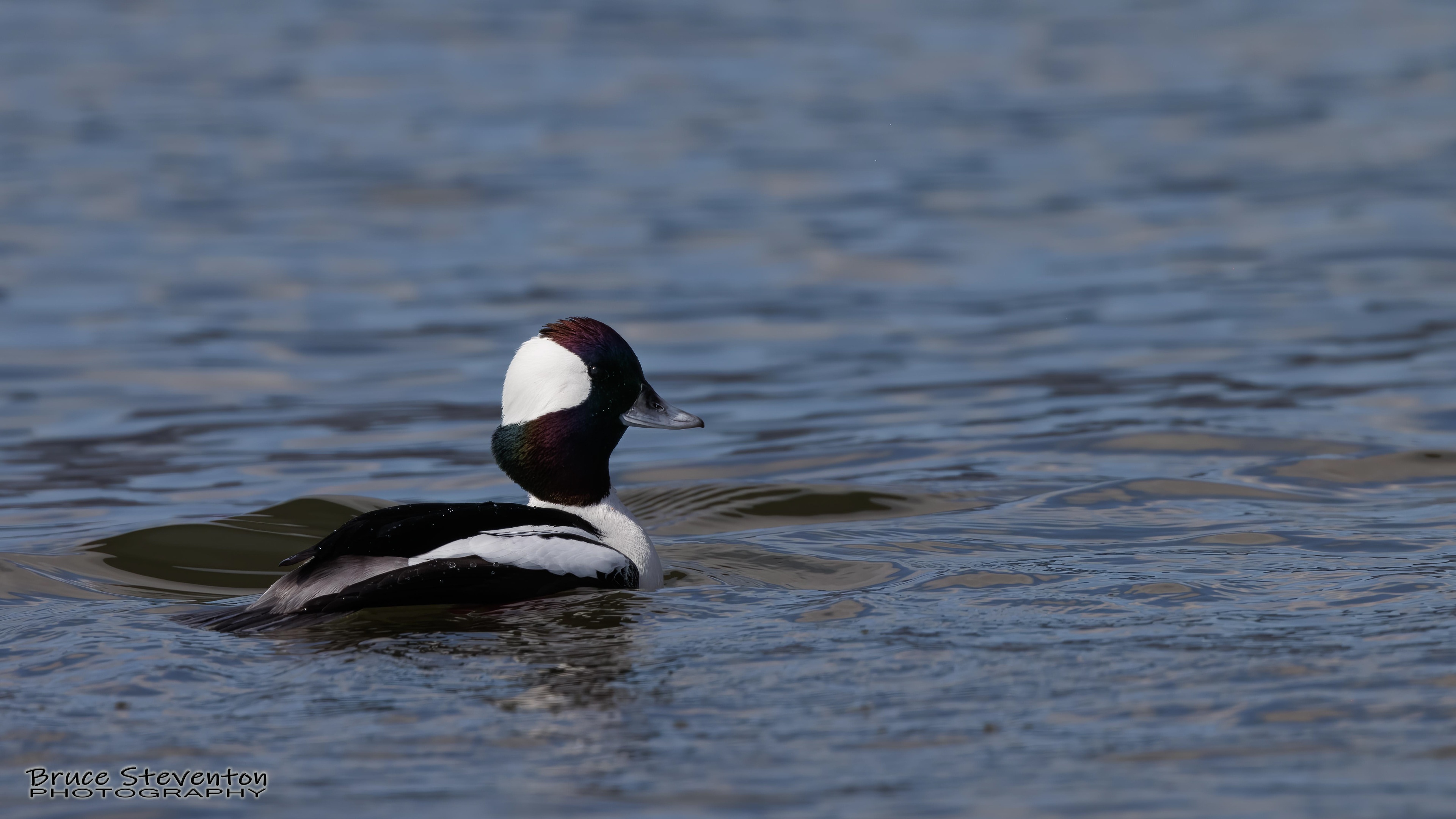Bufflehead (M) - Addison, VT