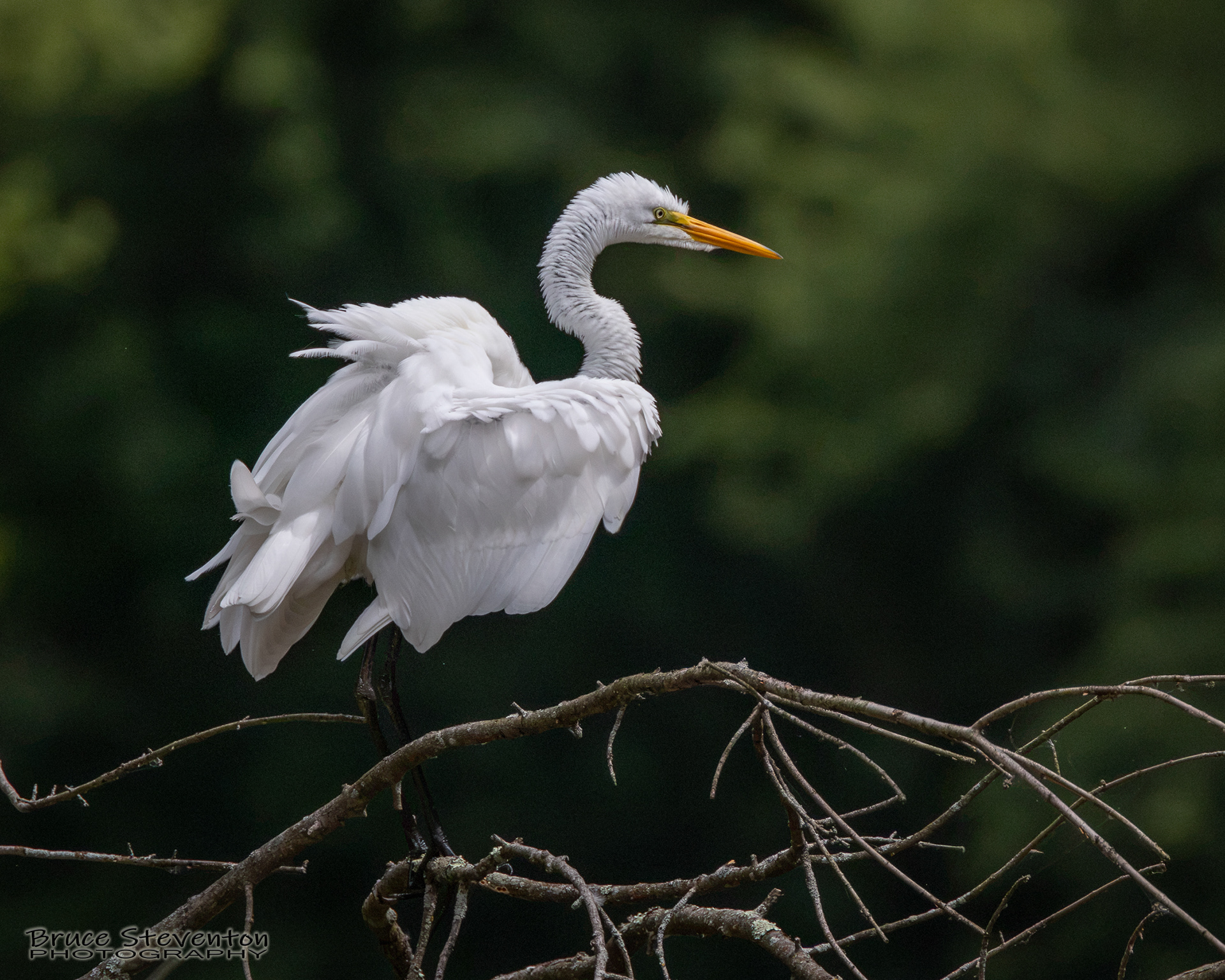Great Egret