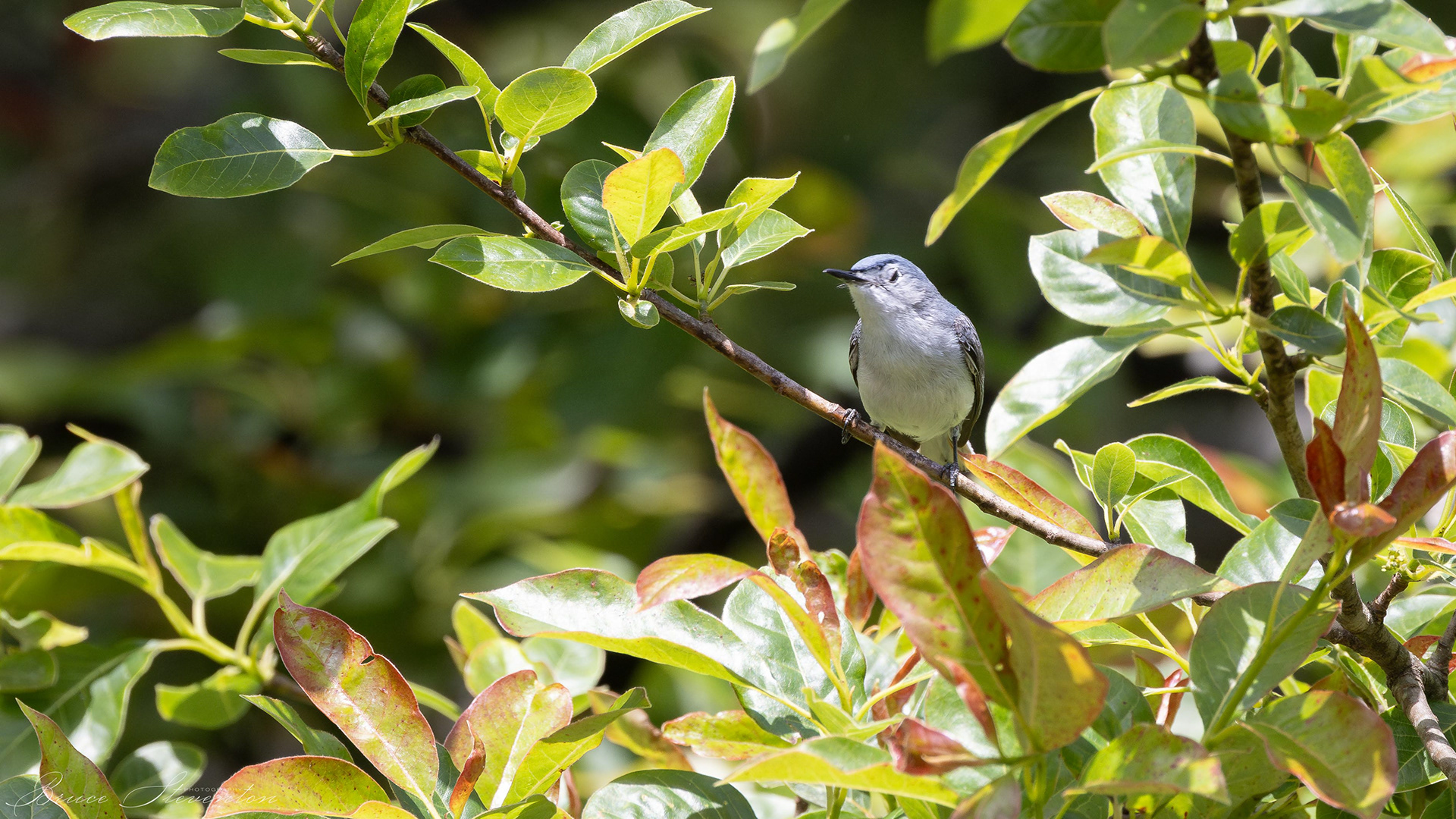 Blue-gray Gnatcatcher - North Carolina Arboretum