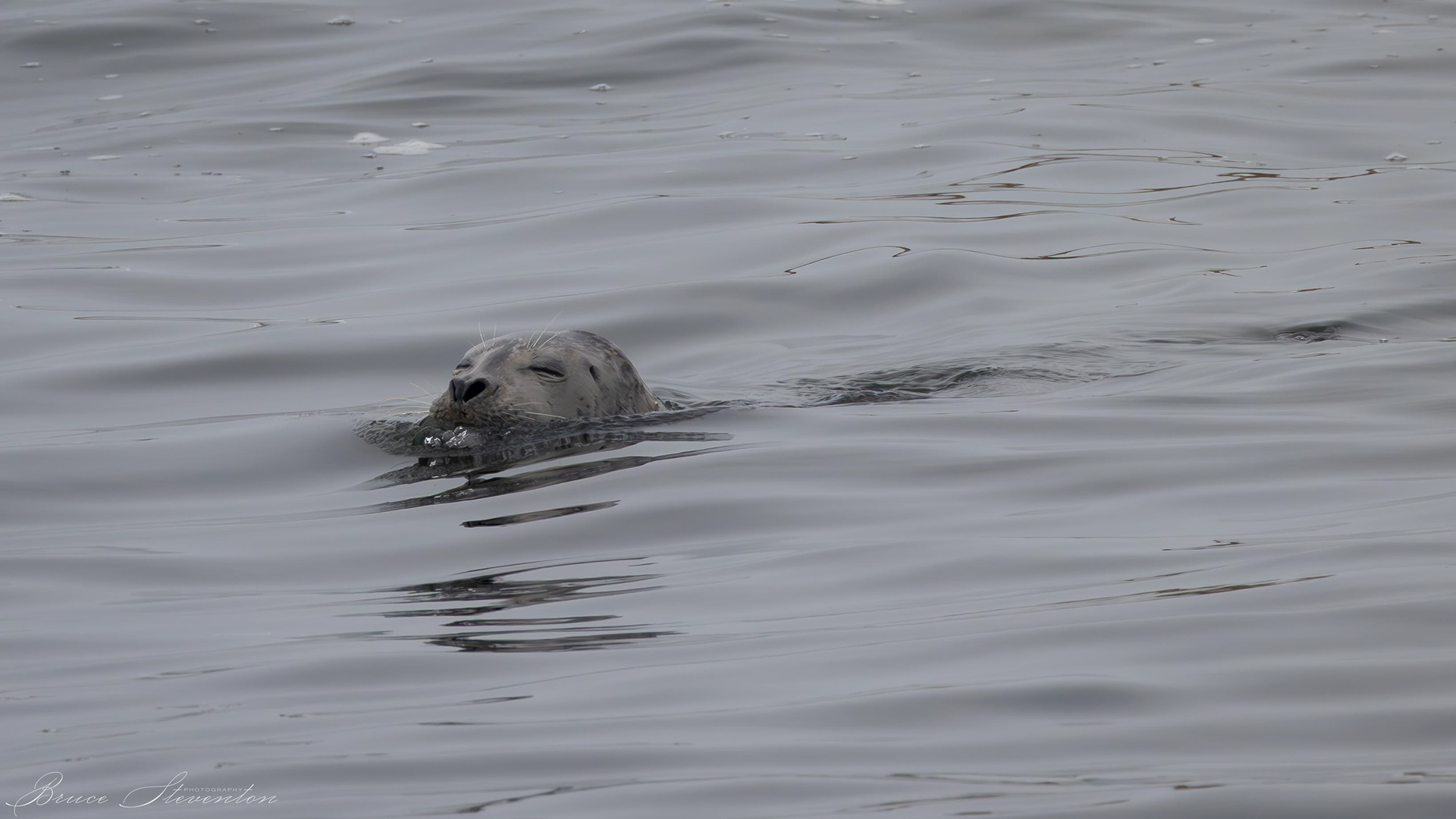 Gray Seal