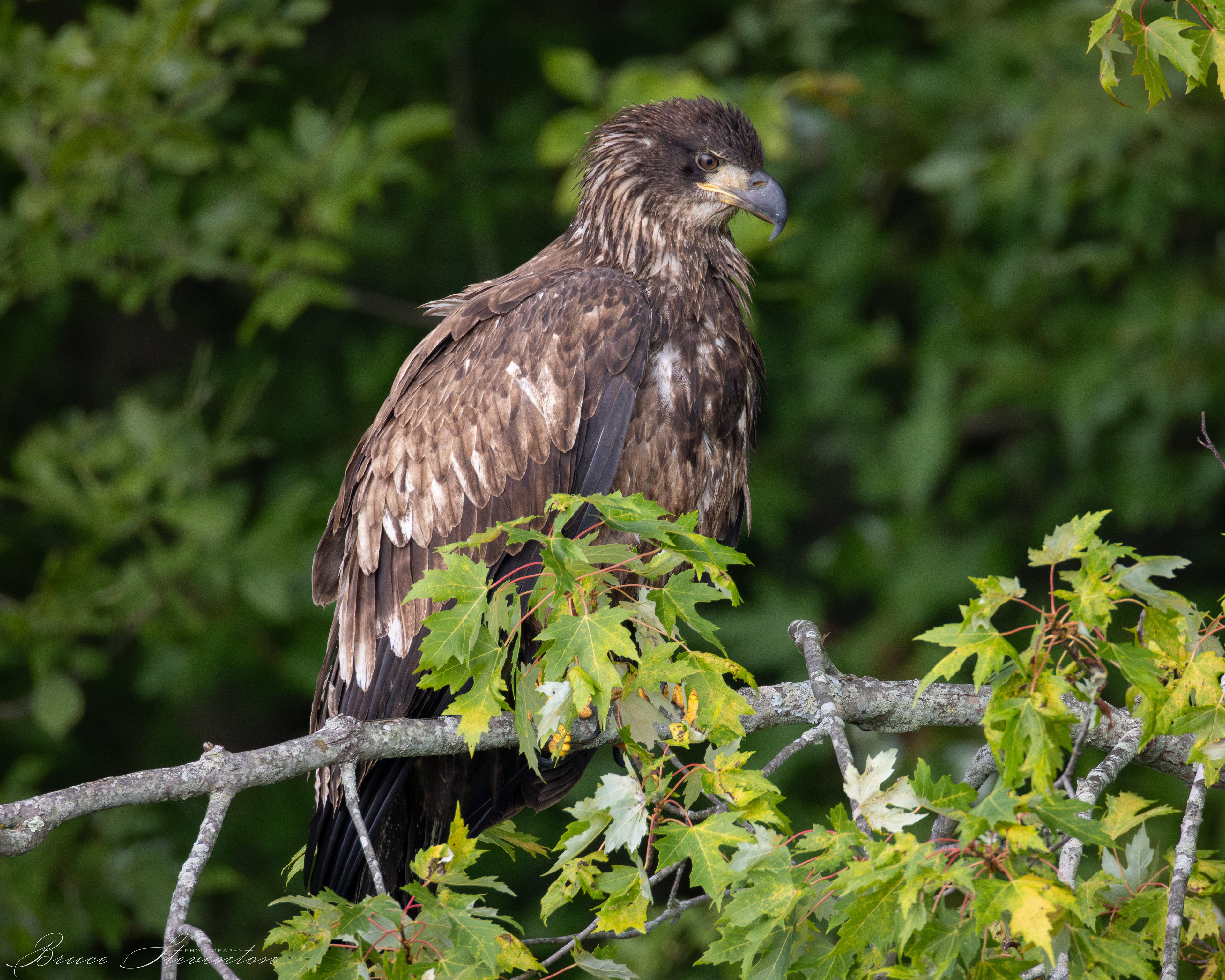 Bald Eagle, Immature