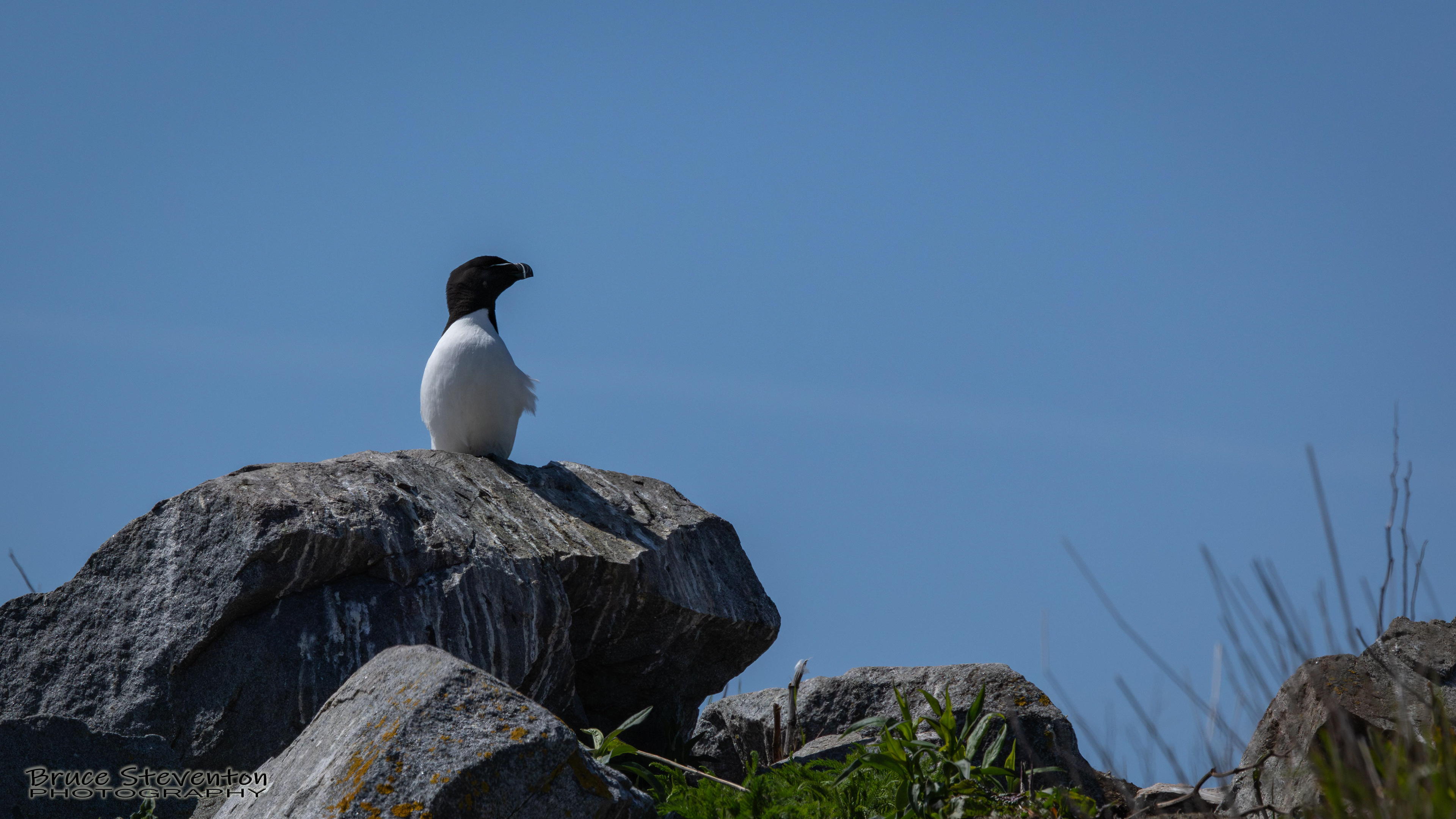 Razorbill
