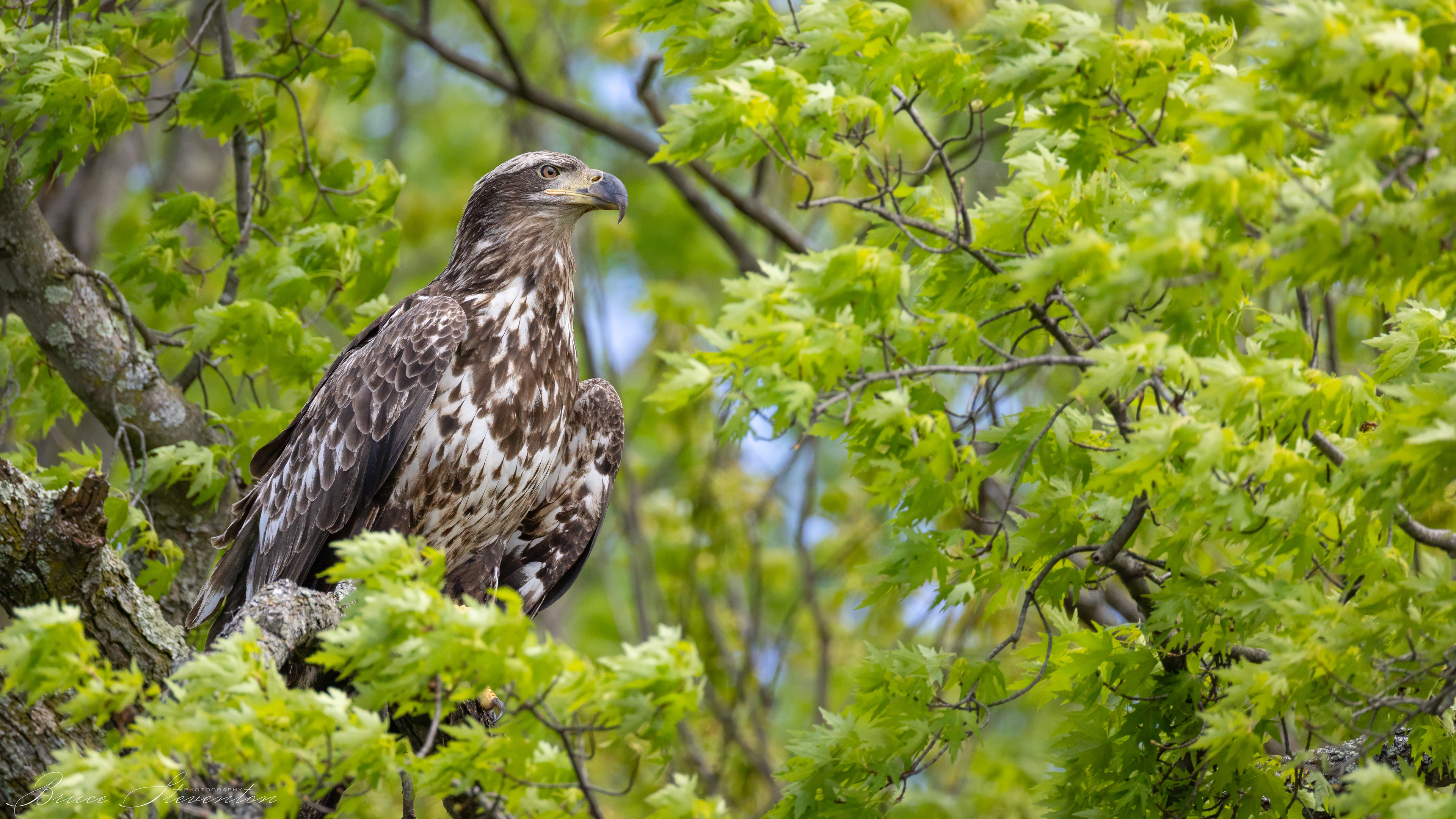 Bald Eagle (I)
