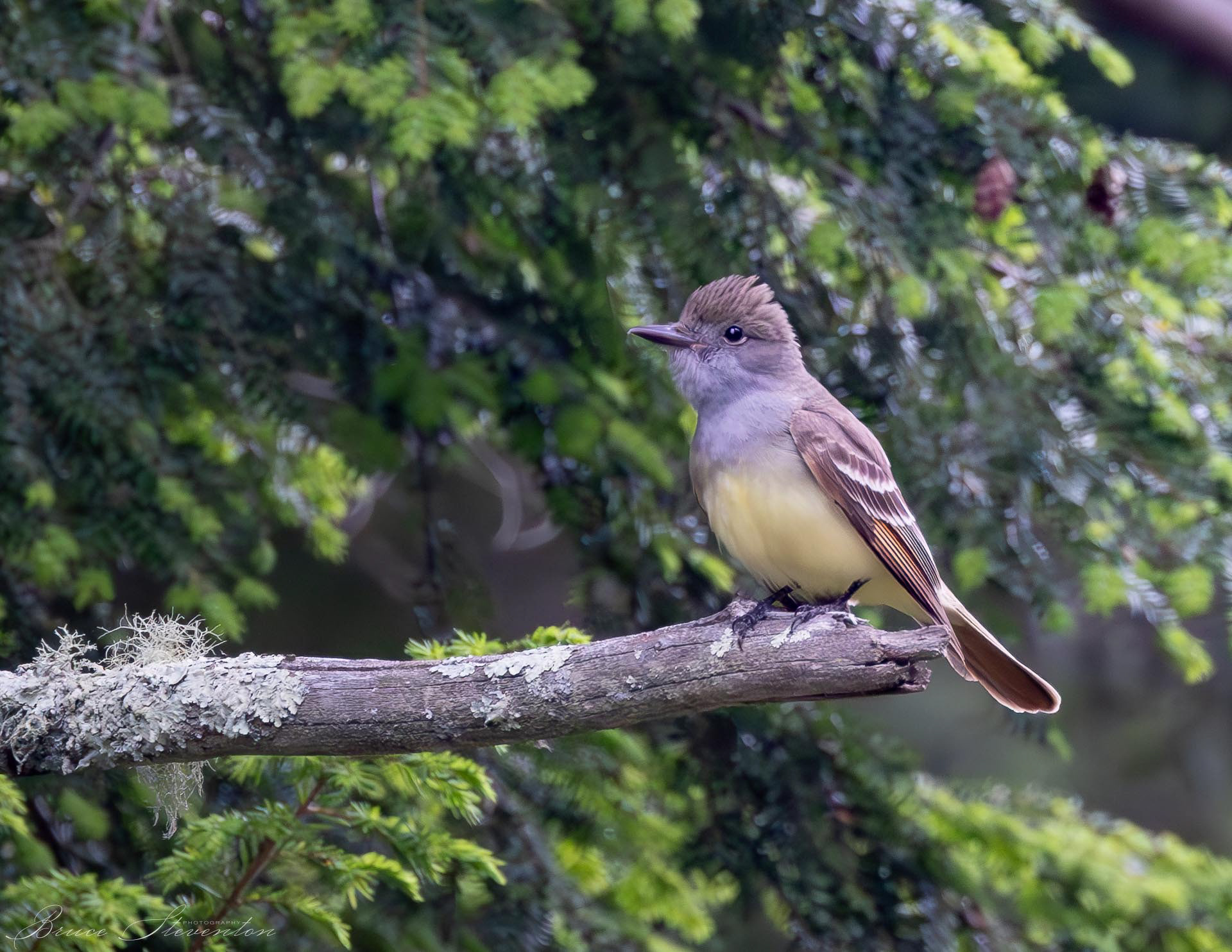 Great Crested Flycatcher
