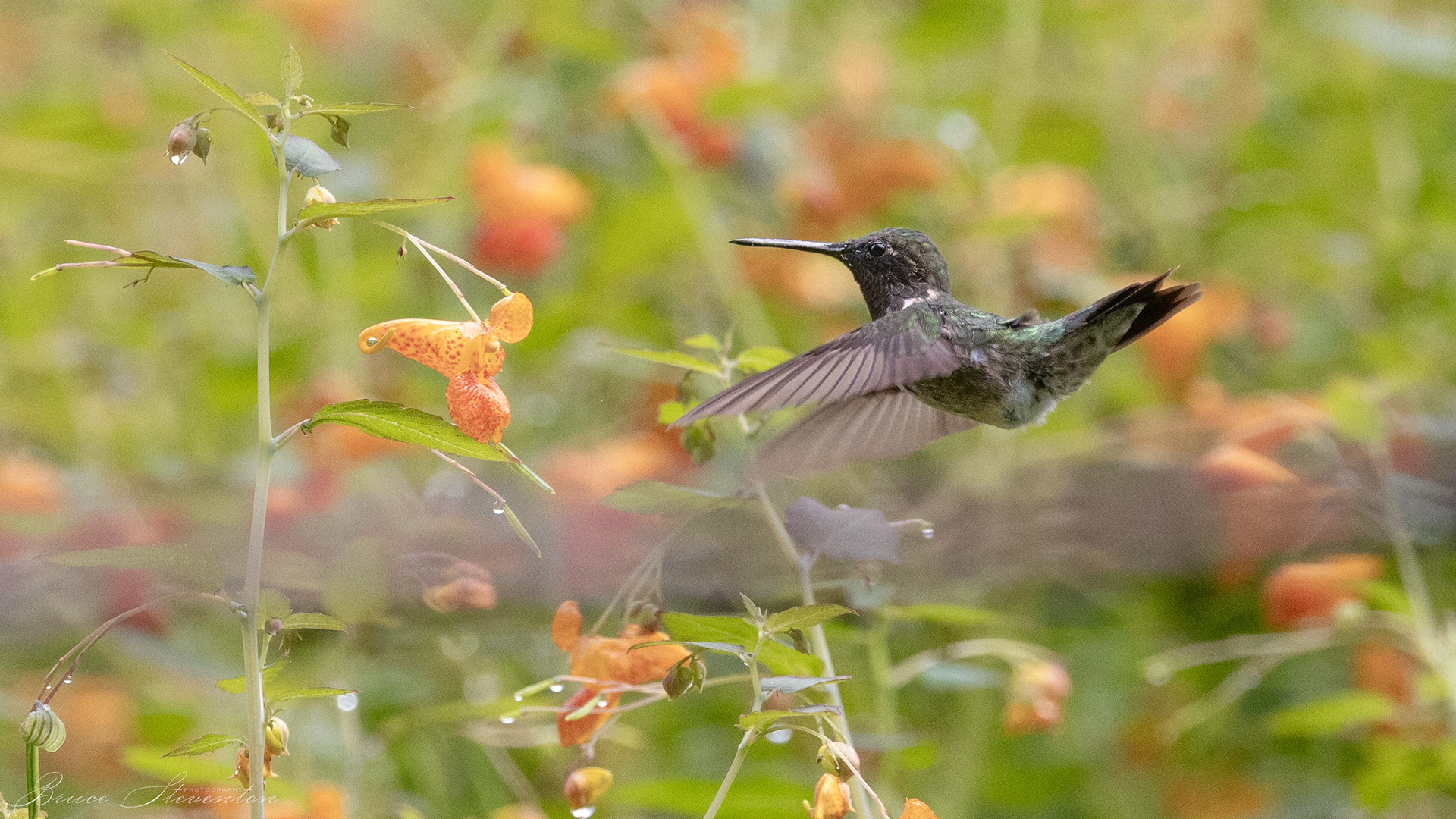 Ruby-throated Hummingbird on Jewel Weed