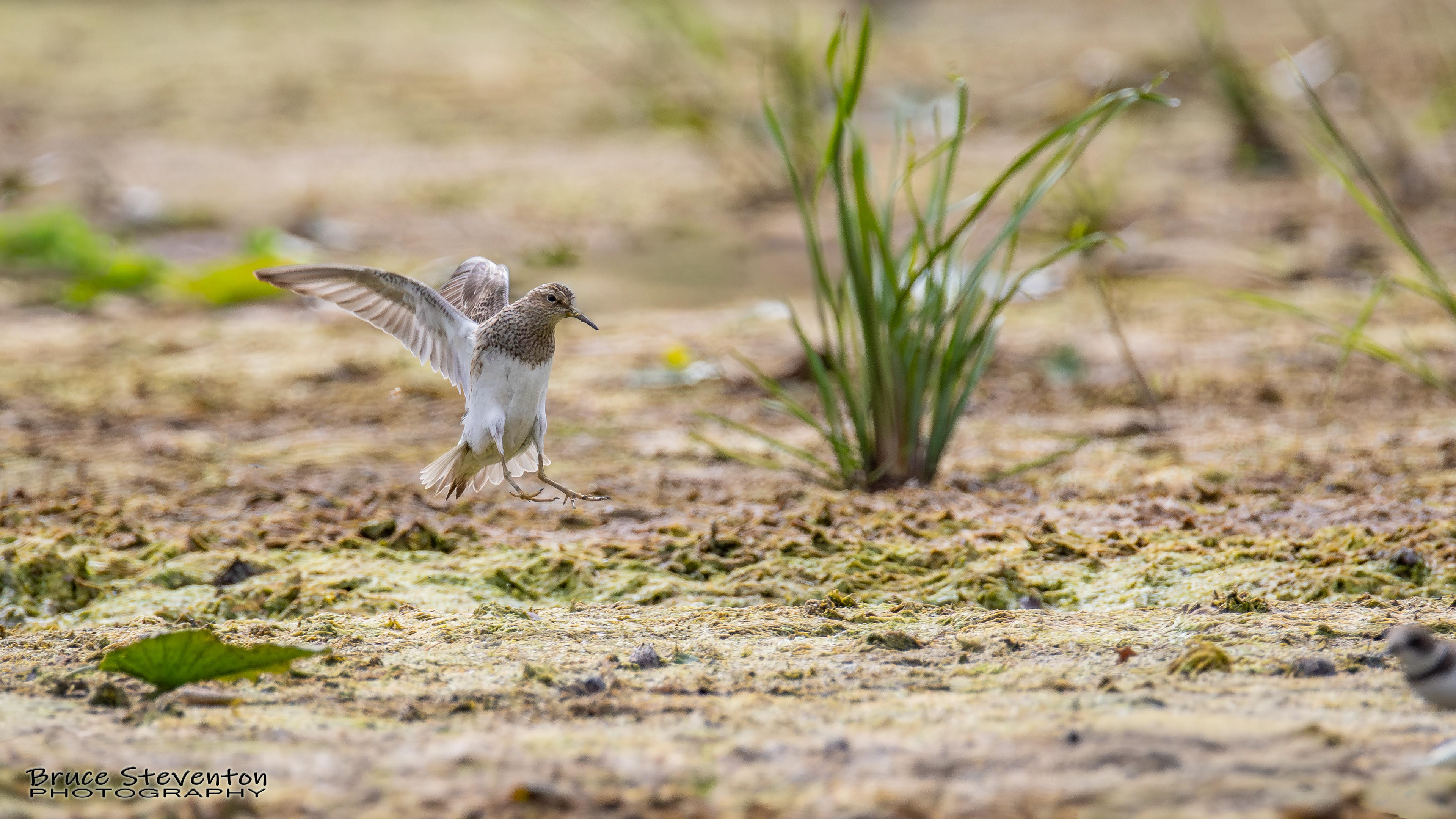 Pectoral Sandpiper