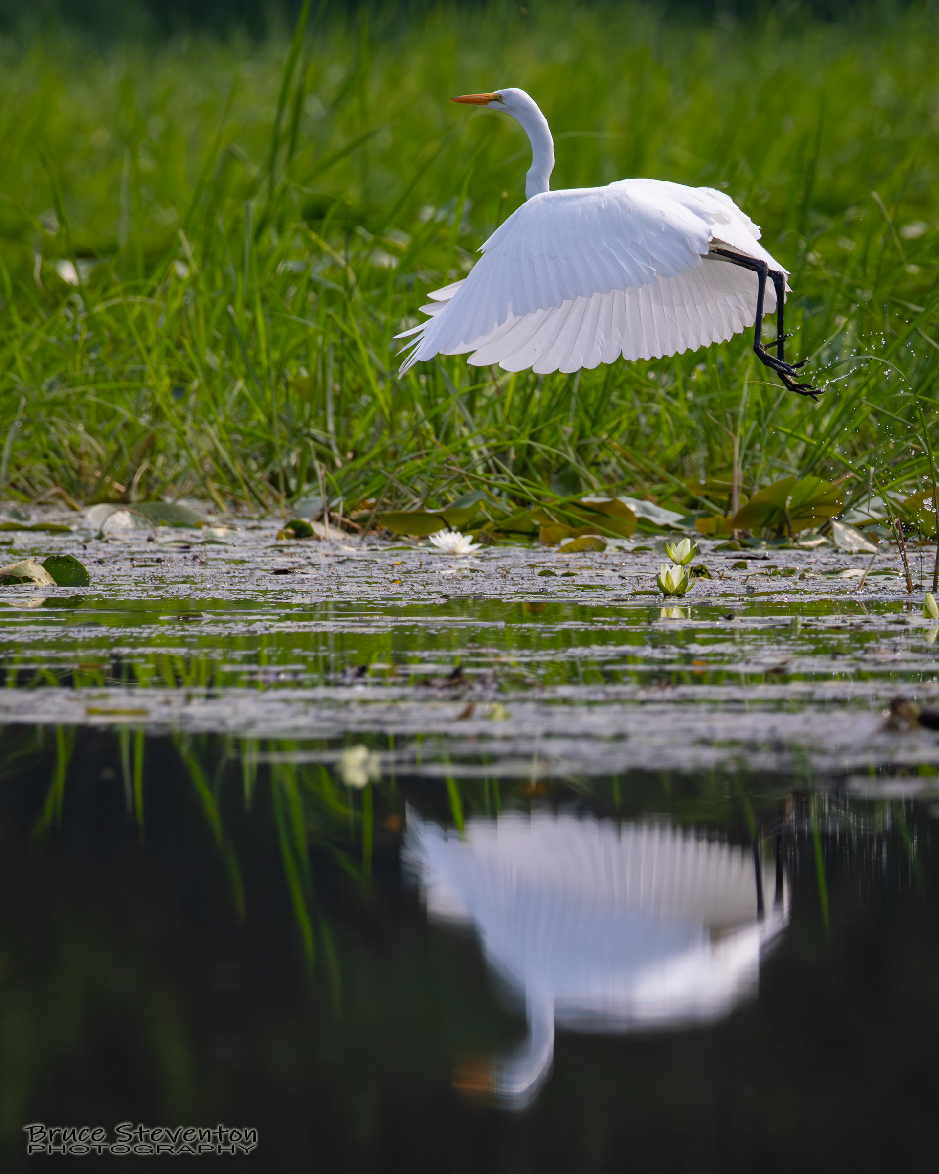 Great Egret