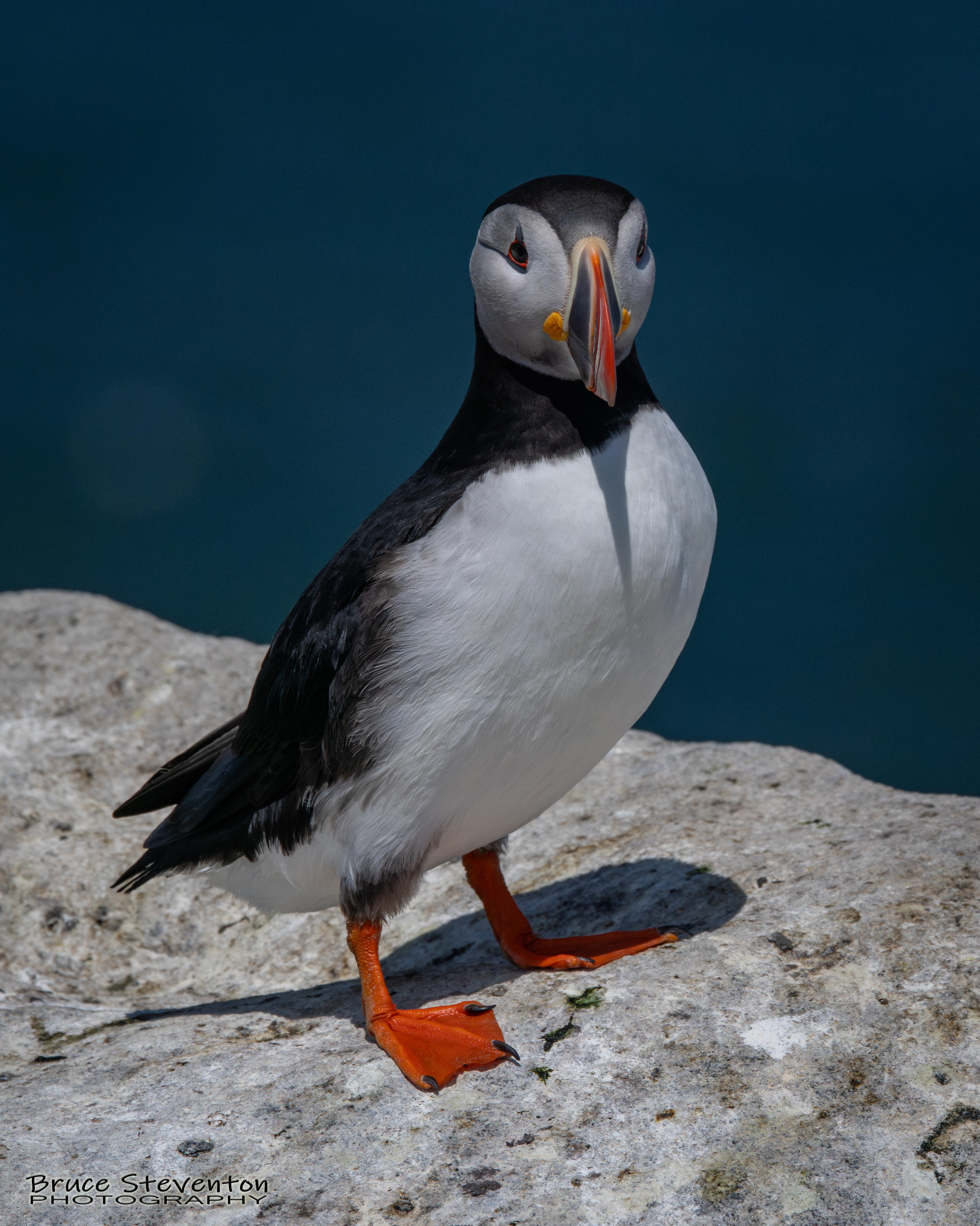Atlantic Puffin