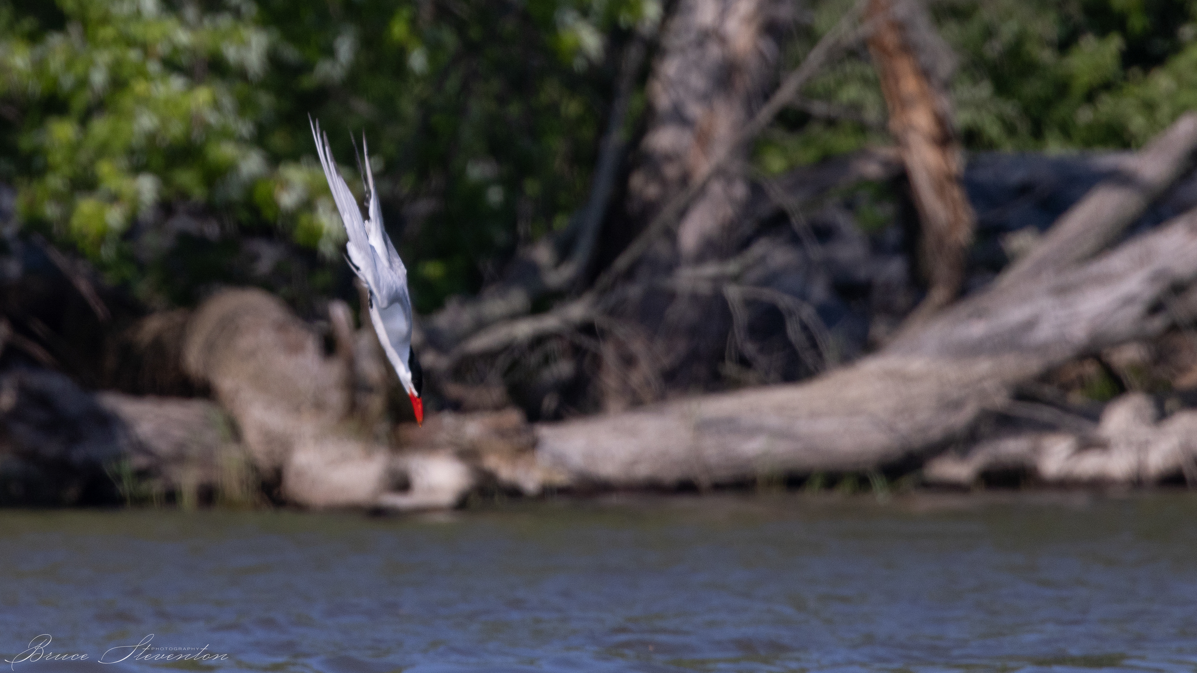 Common Tern; about to complete a dive after a small fish