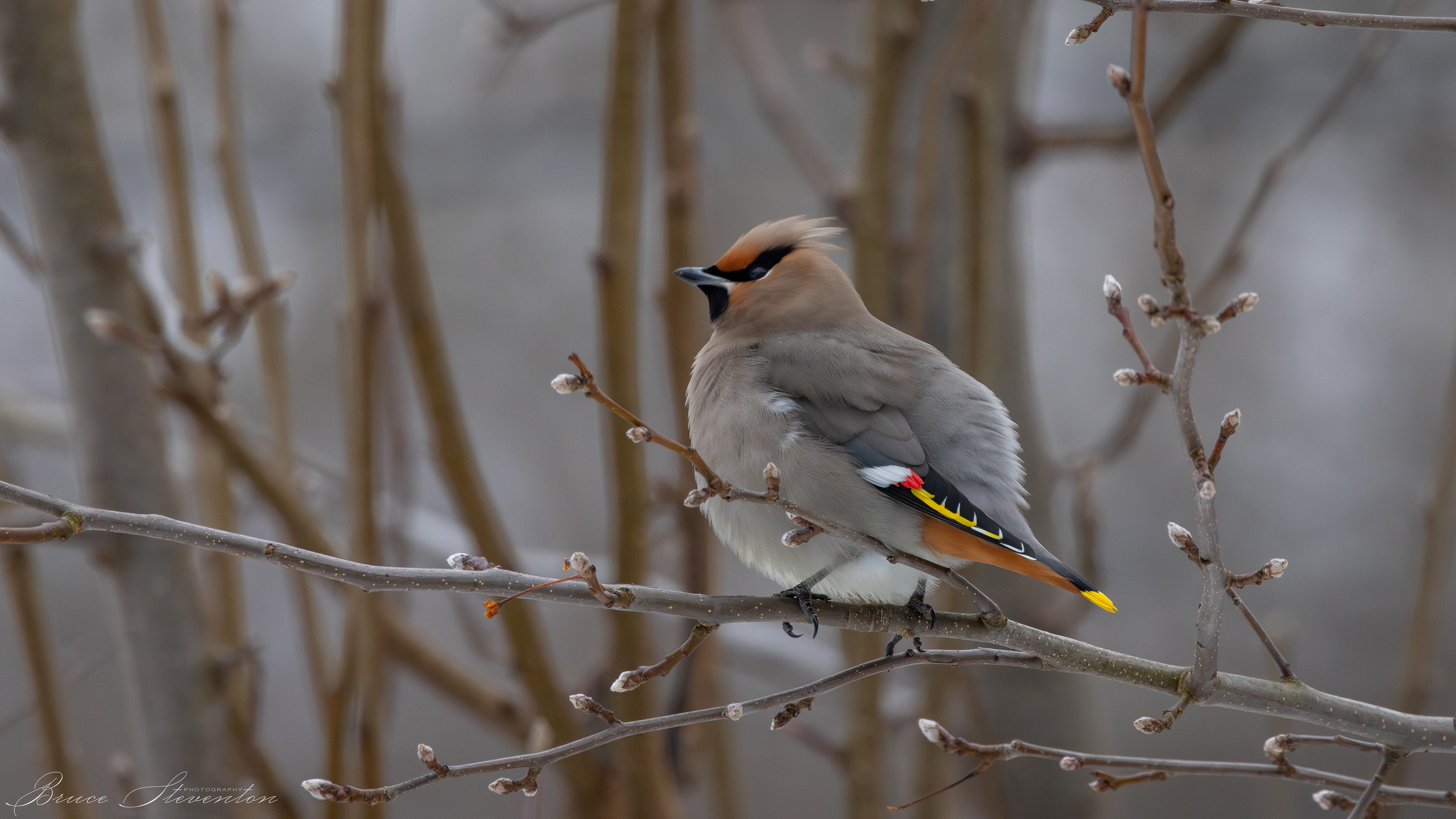 If the sun goes behind the clouds and there is a cold breeze, birds like this Bohemian Waxwing can fluff up their feathers to greatly increase the insulation value of them.