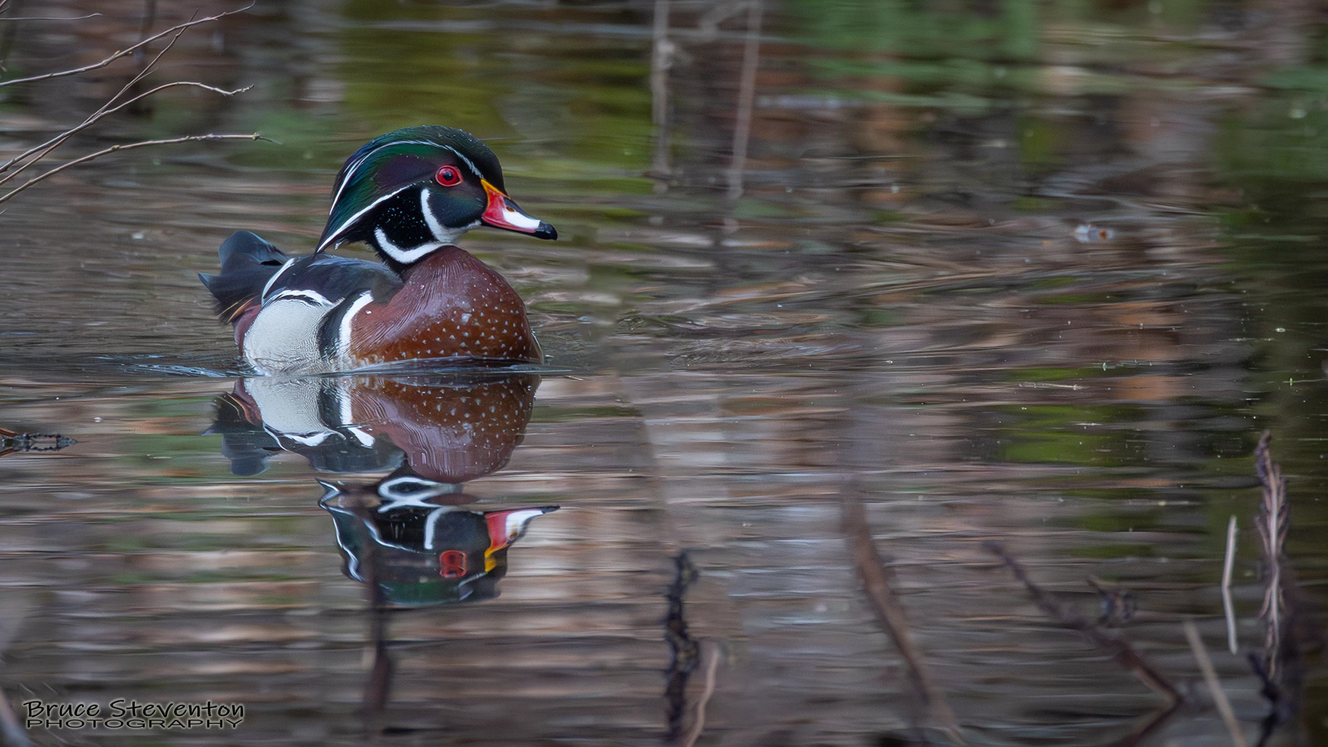 Wood Duck, Rochester, VT