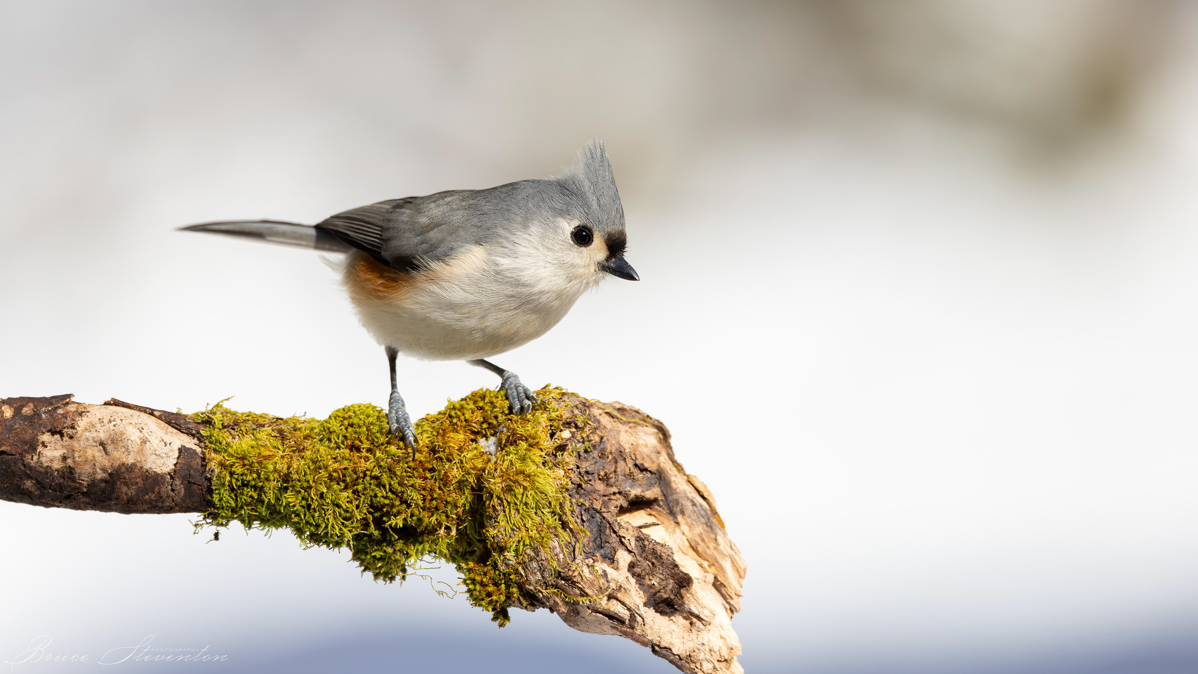 Tufted Titmouse