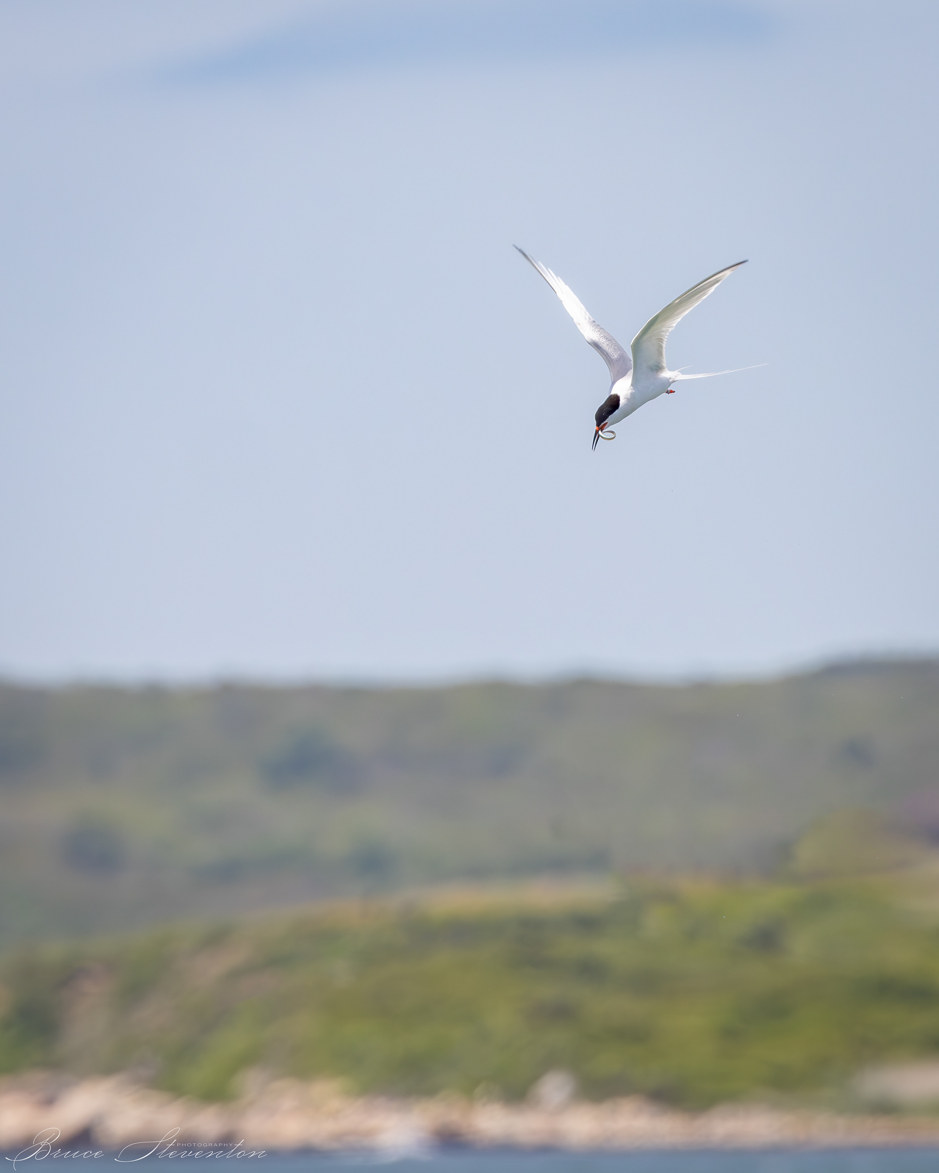 Roseate Tern