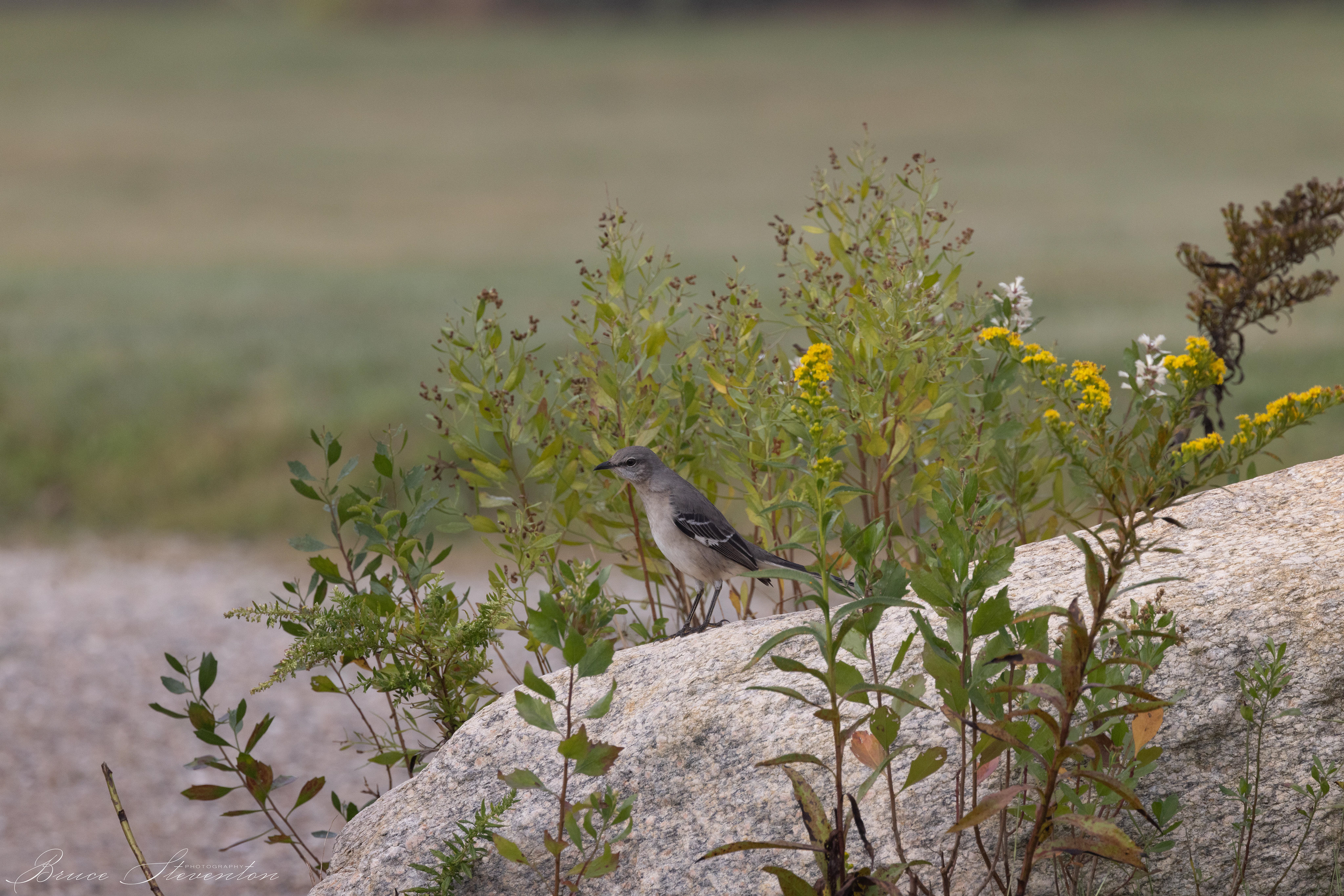 Mockingbird
