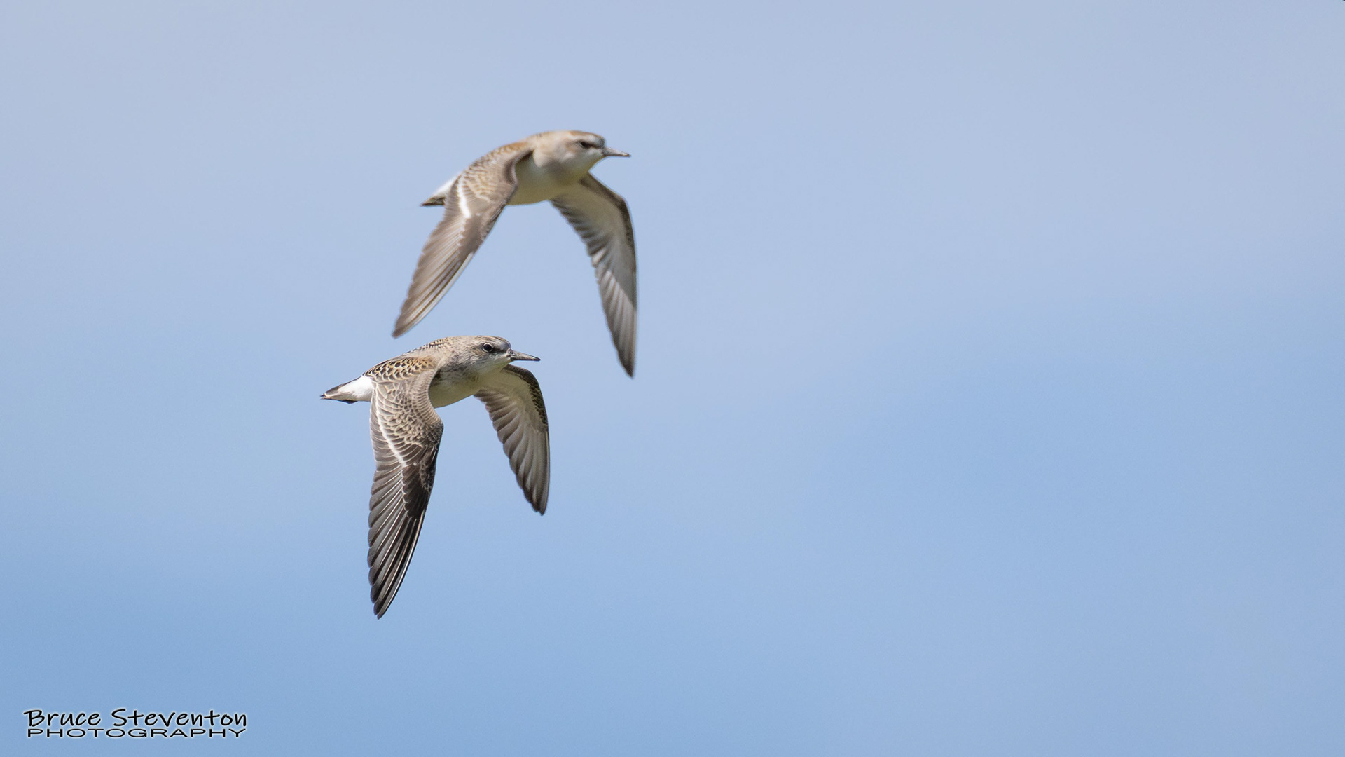 Semipalmated Sandpiper?