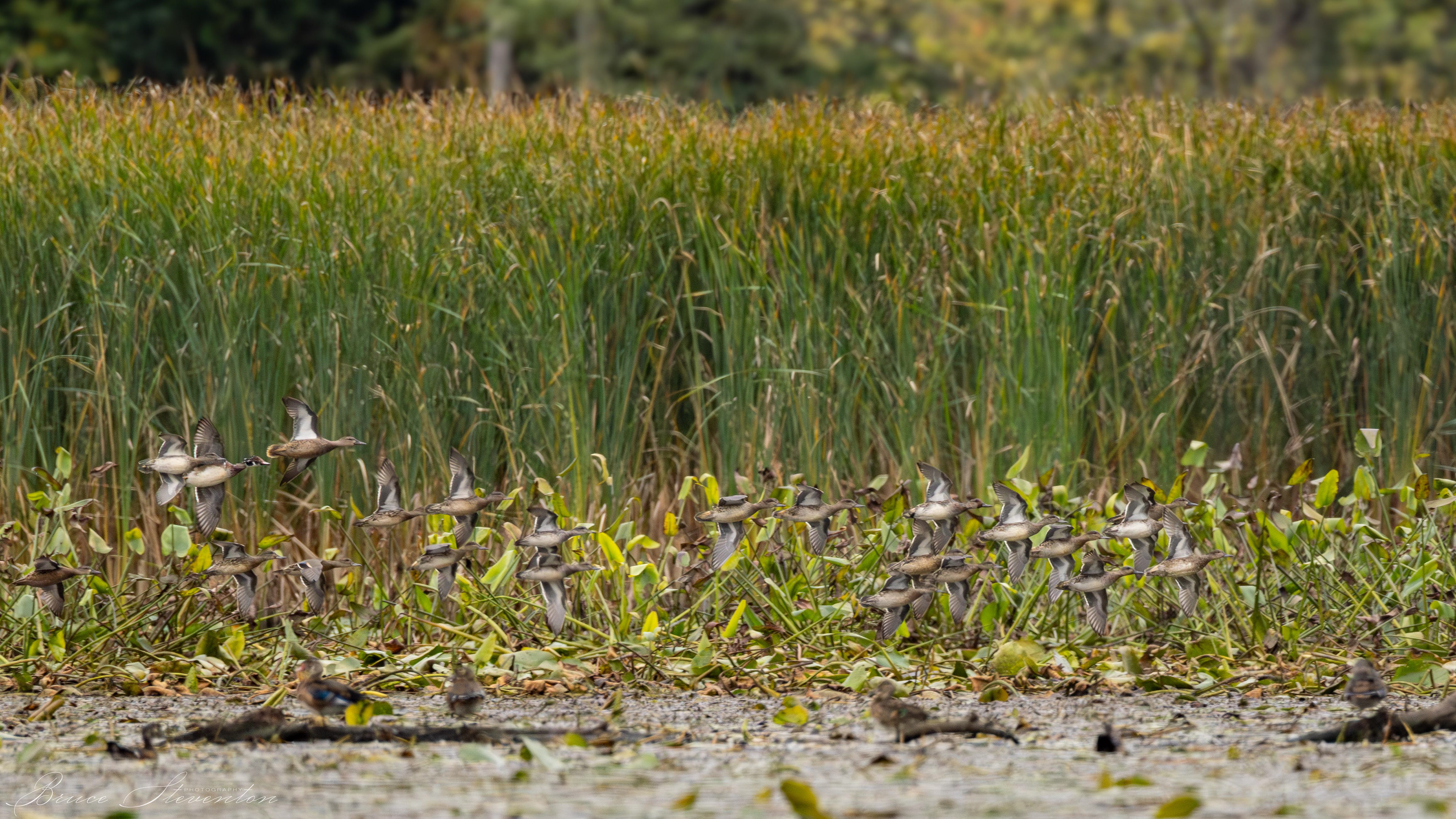 Mixed Flock of Ducks