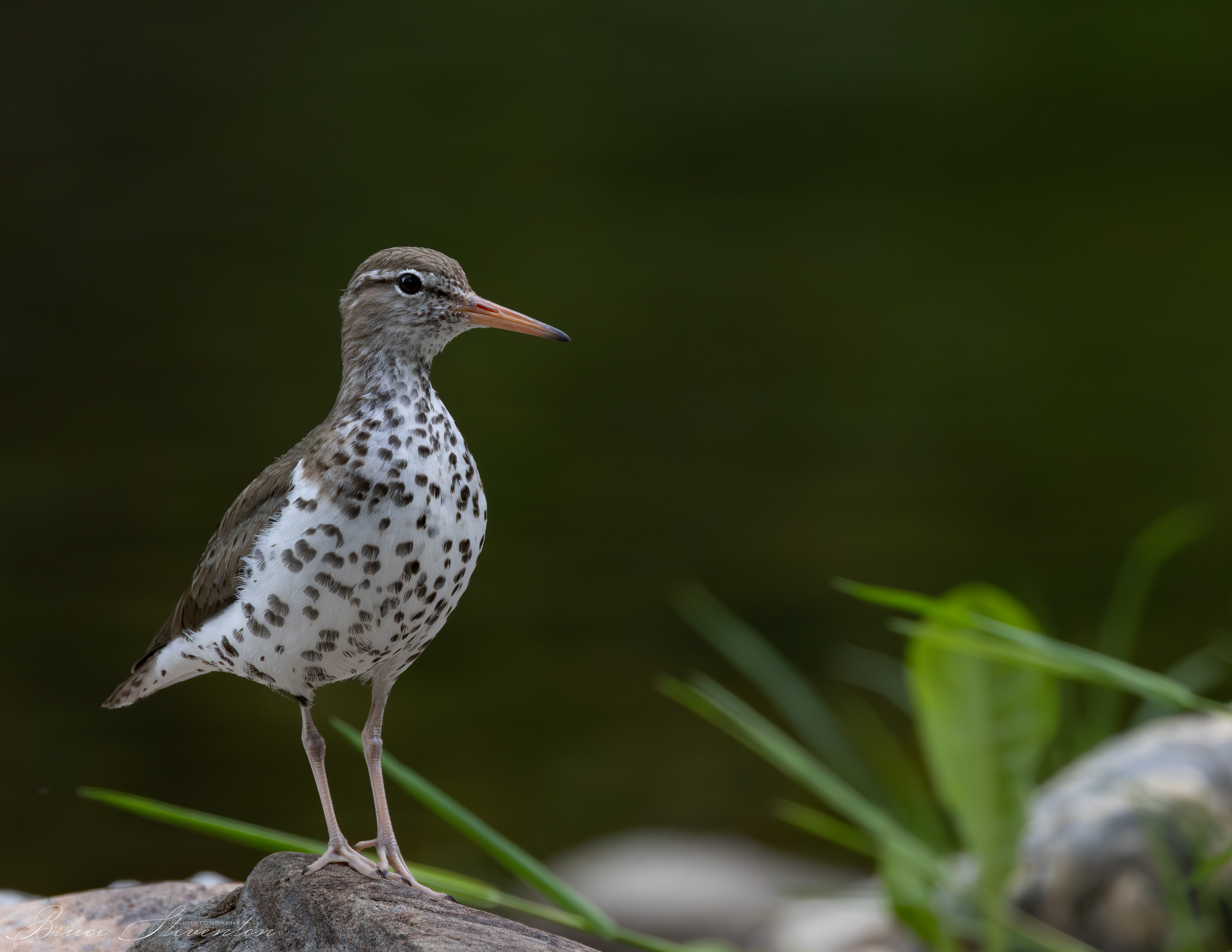 Spotted Sandpiper
