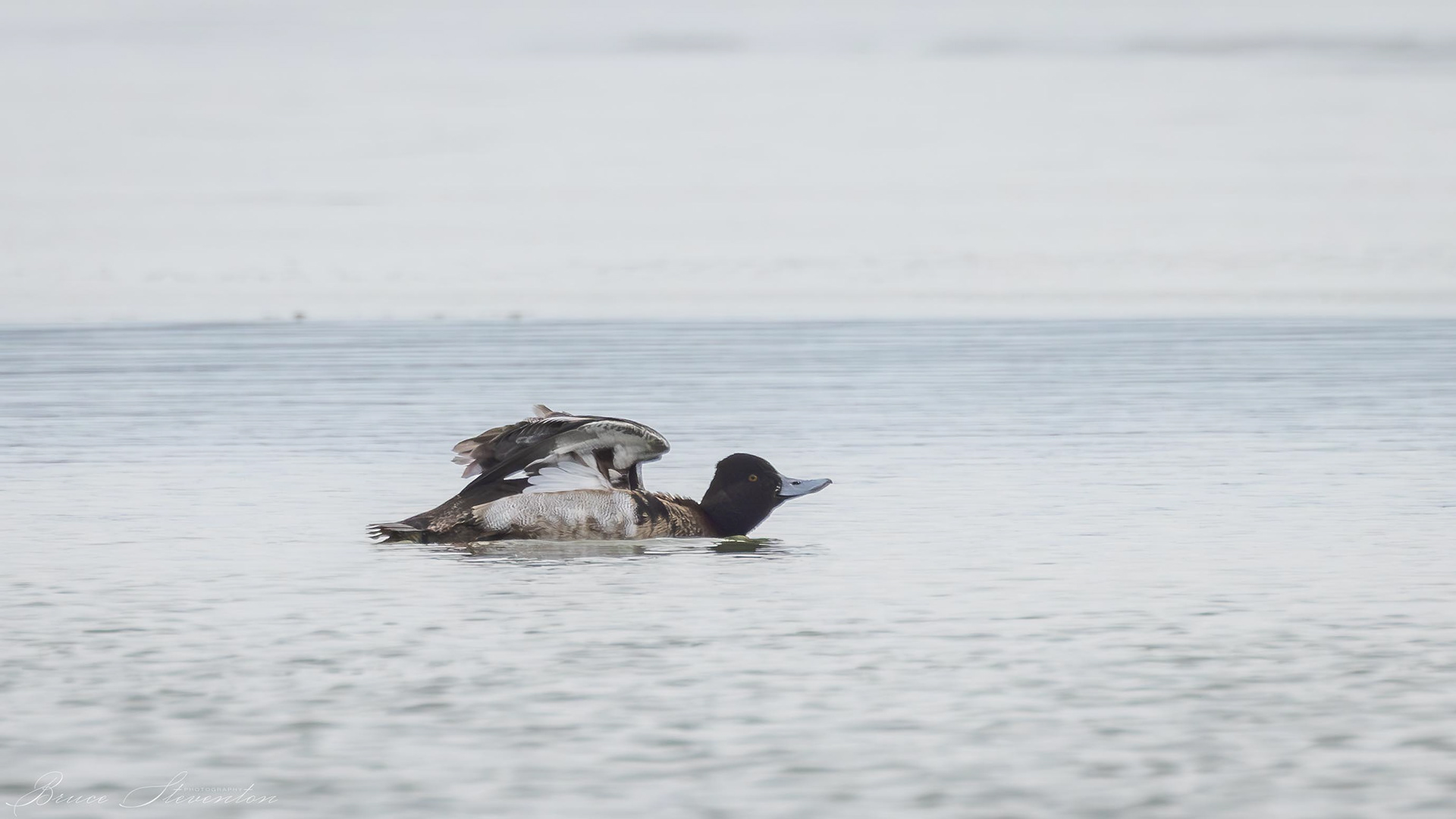 Lesser Scaup (Immature)