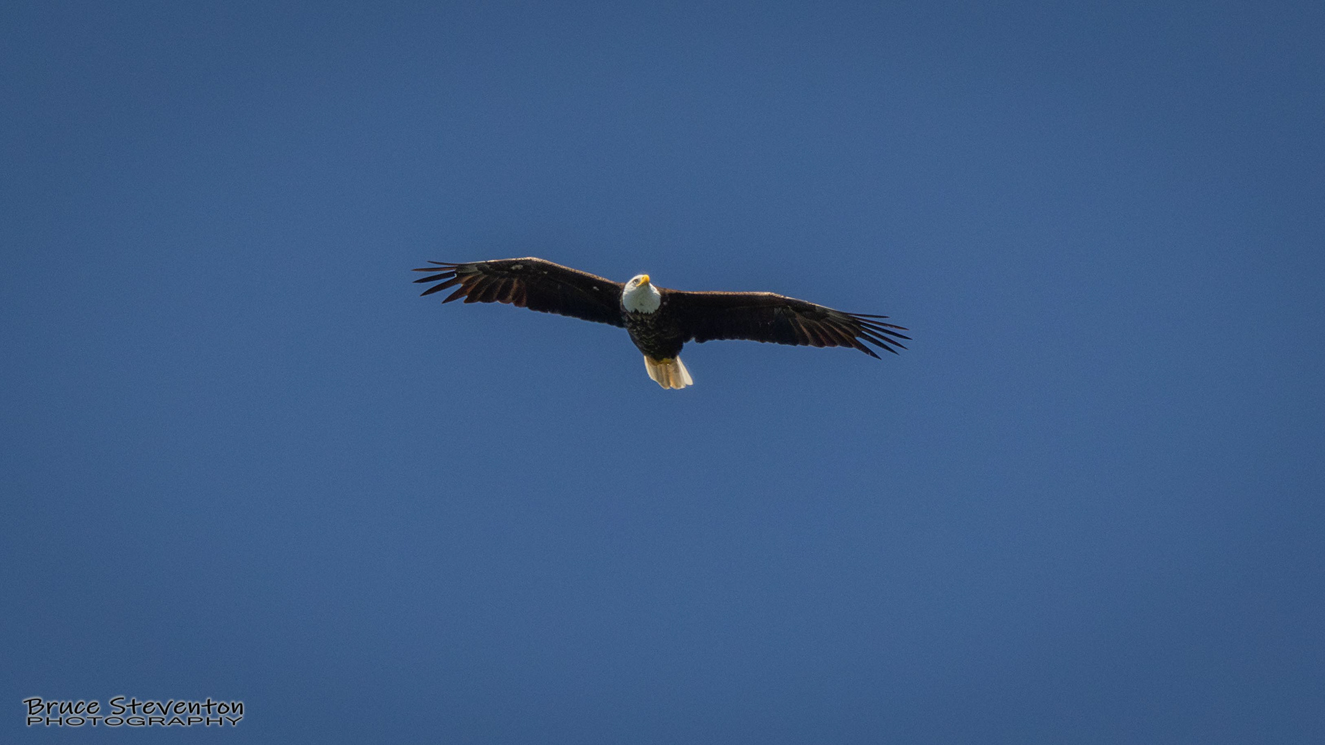 Bald Eagle