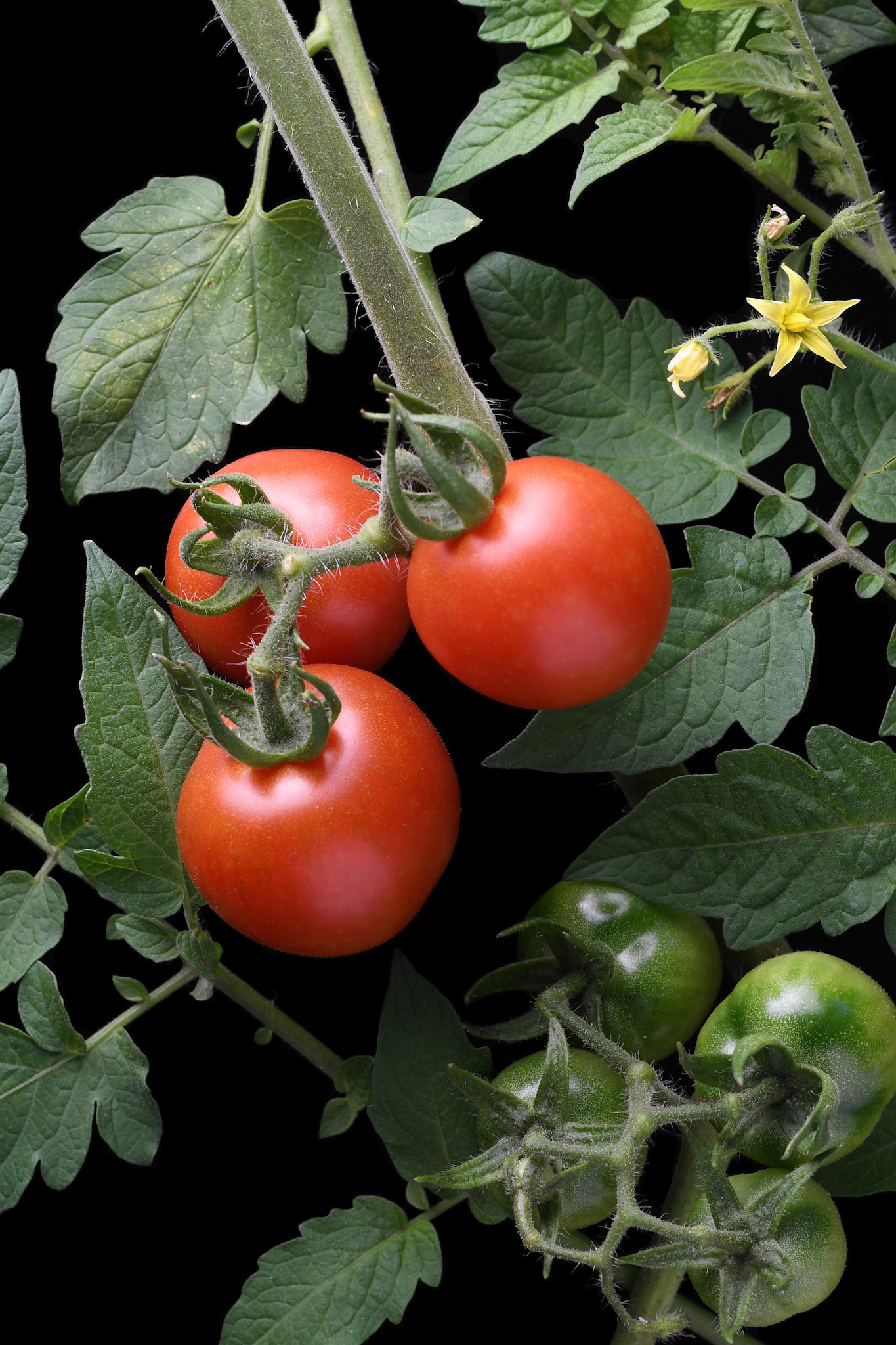 Tomatoes