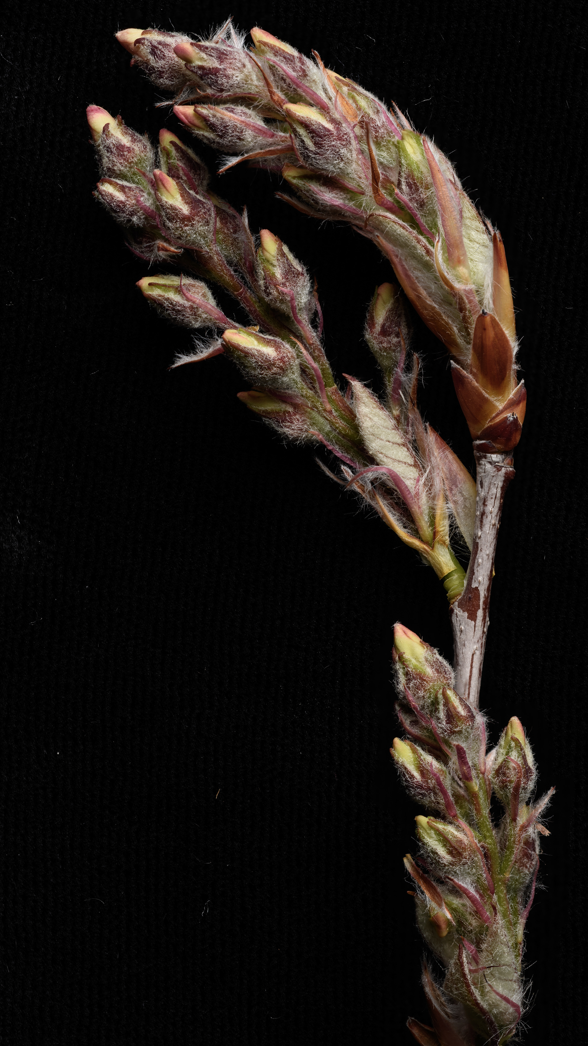 Unbroken flower and leaf bud