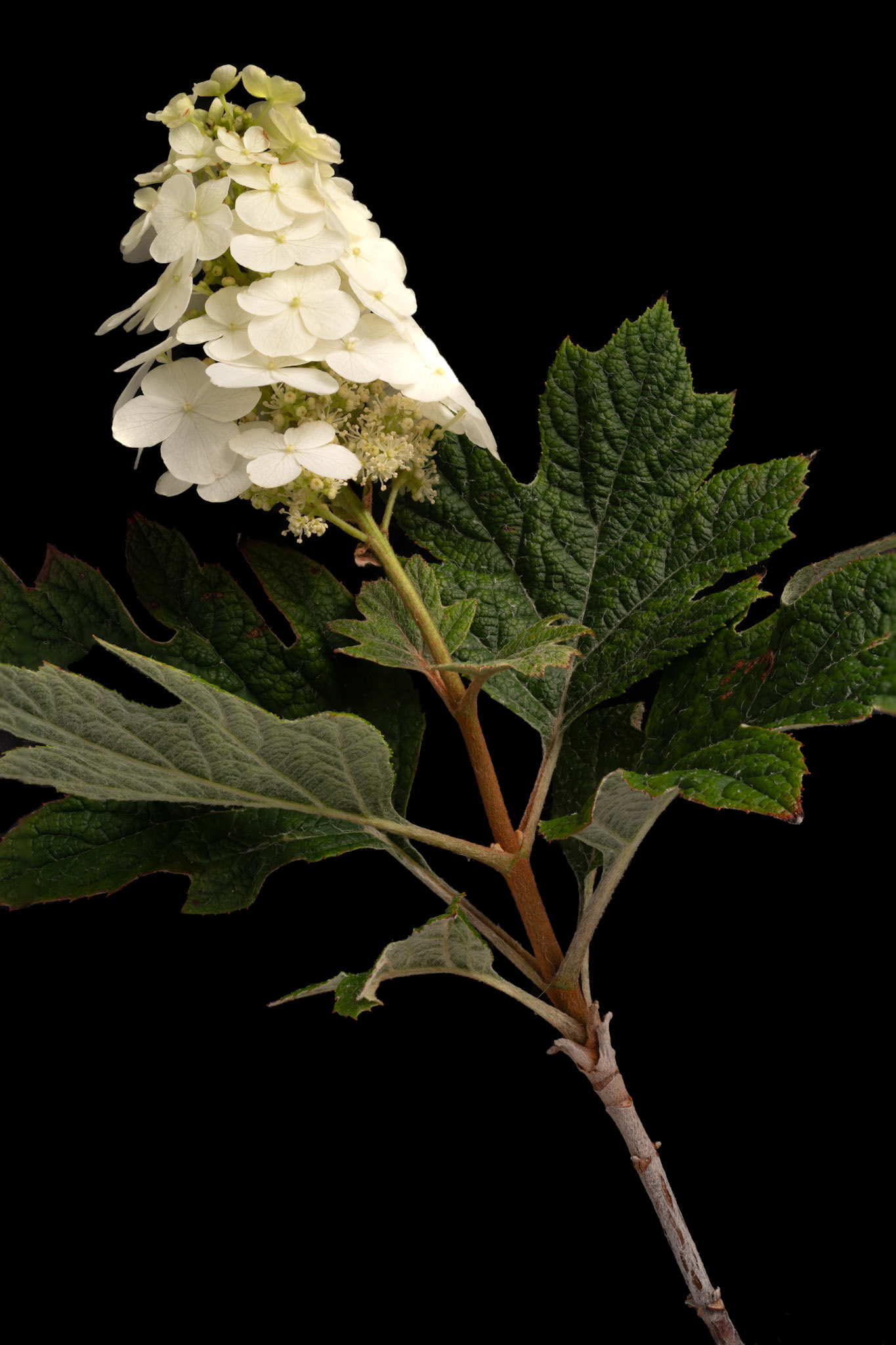 Hydrangea
